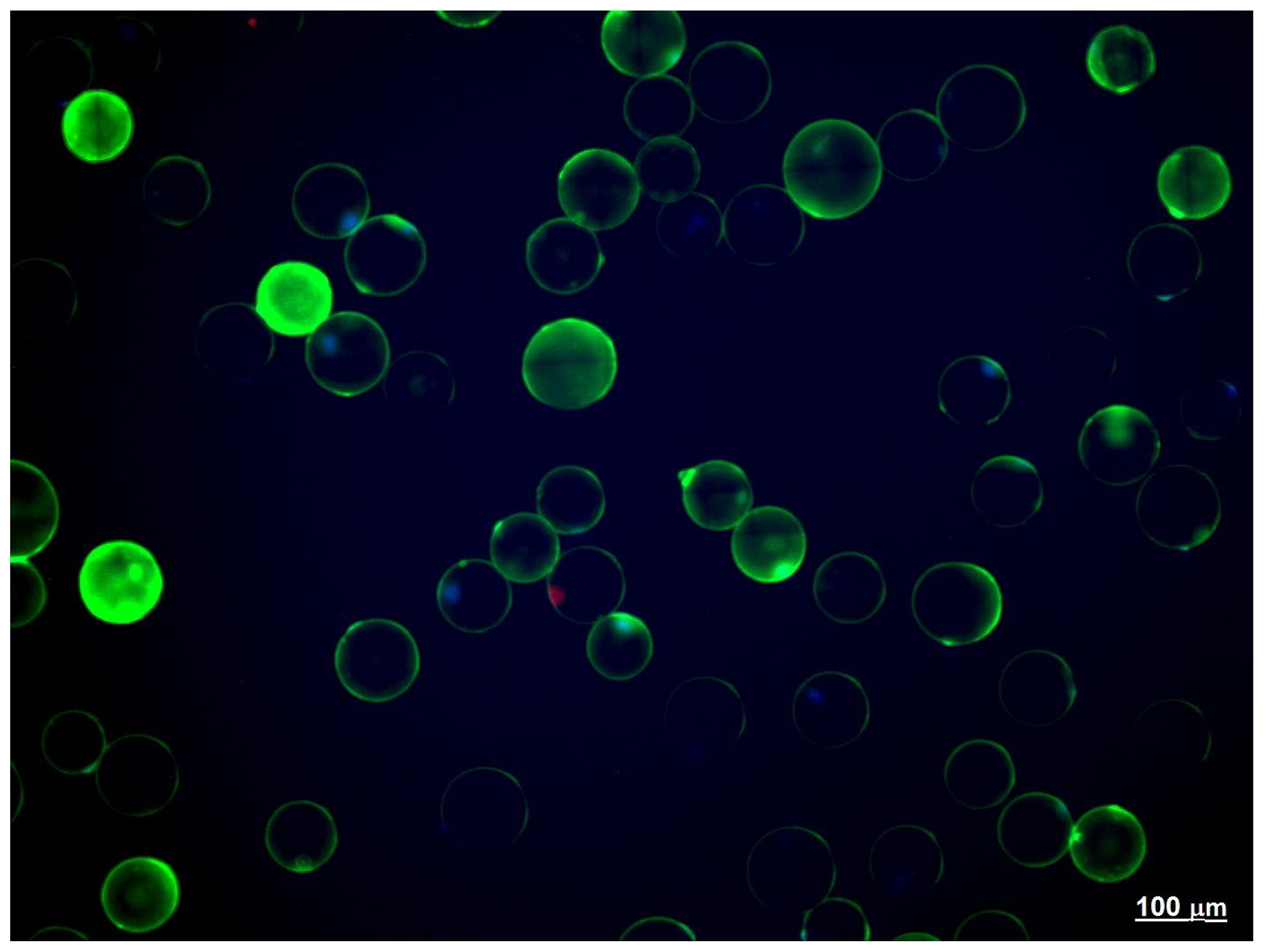 Biomedicines 10 02054 g001 Biomedicines 10 02054 g001