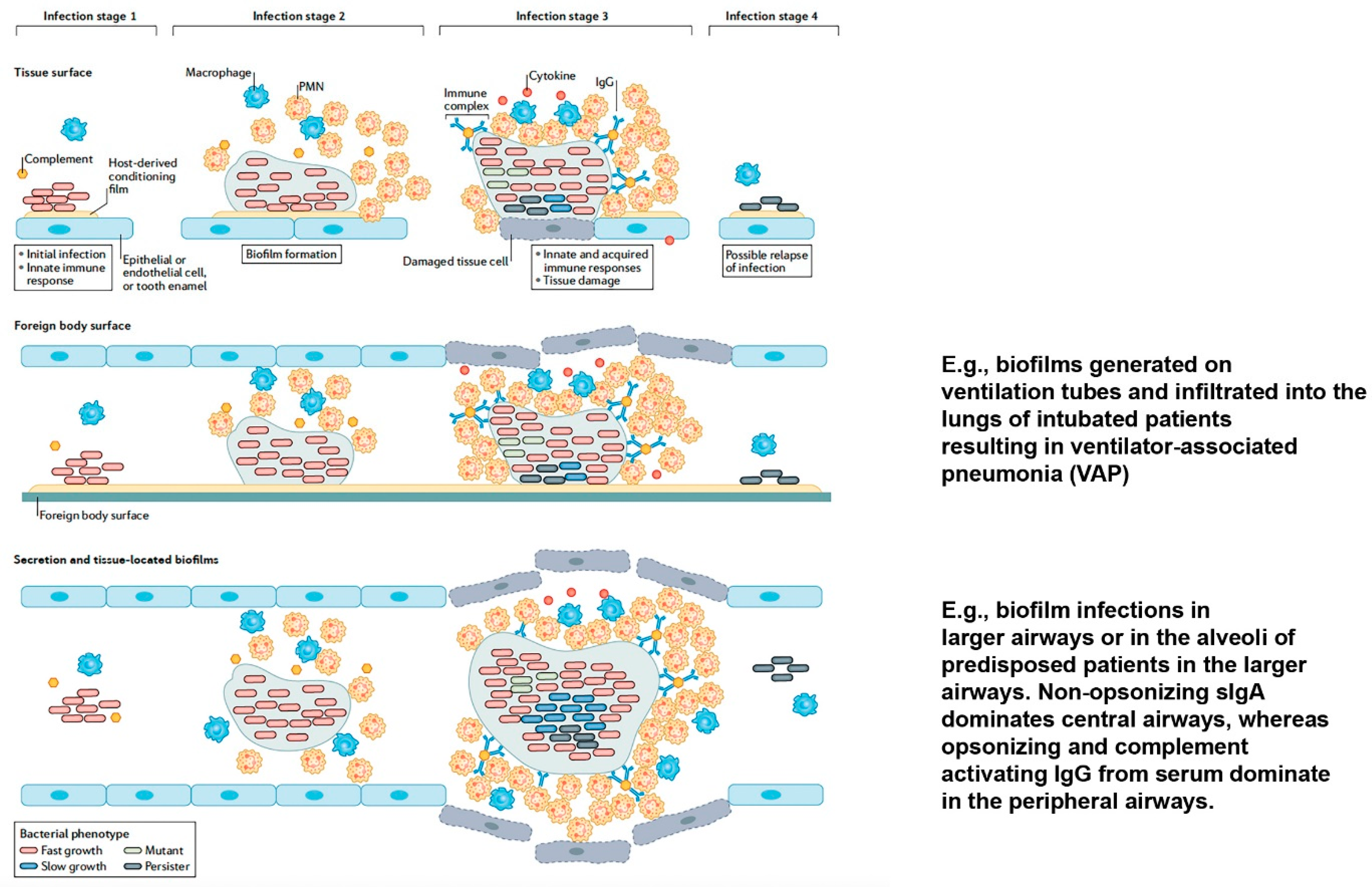 Biomedicines 10 02064 g002