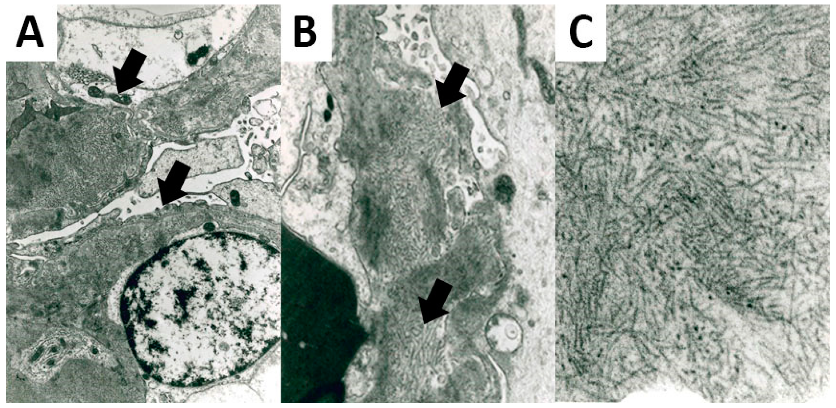 Biomedicines 10 02102 g002