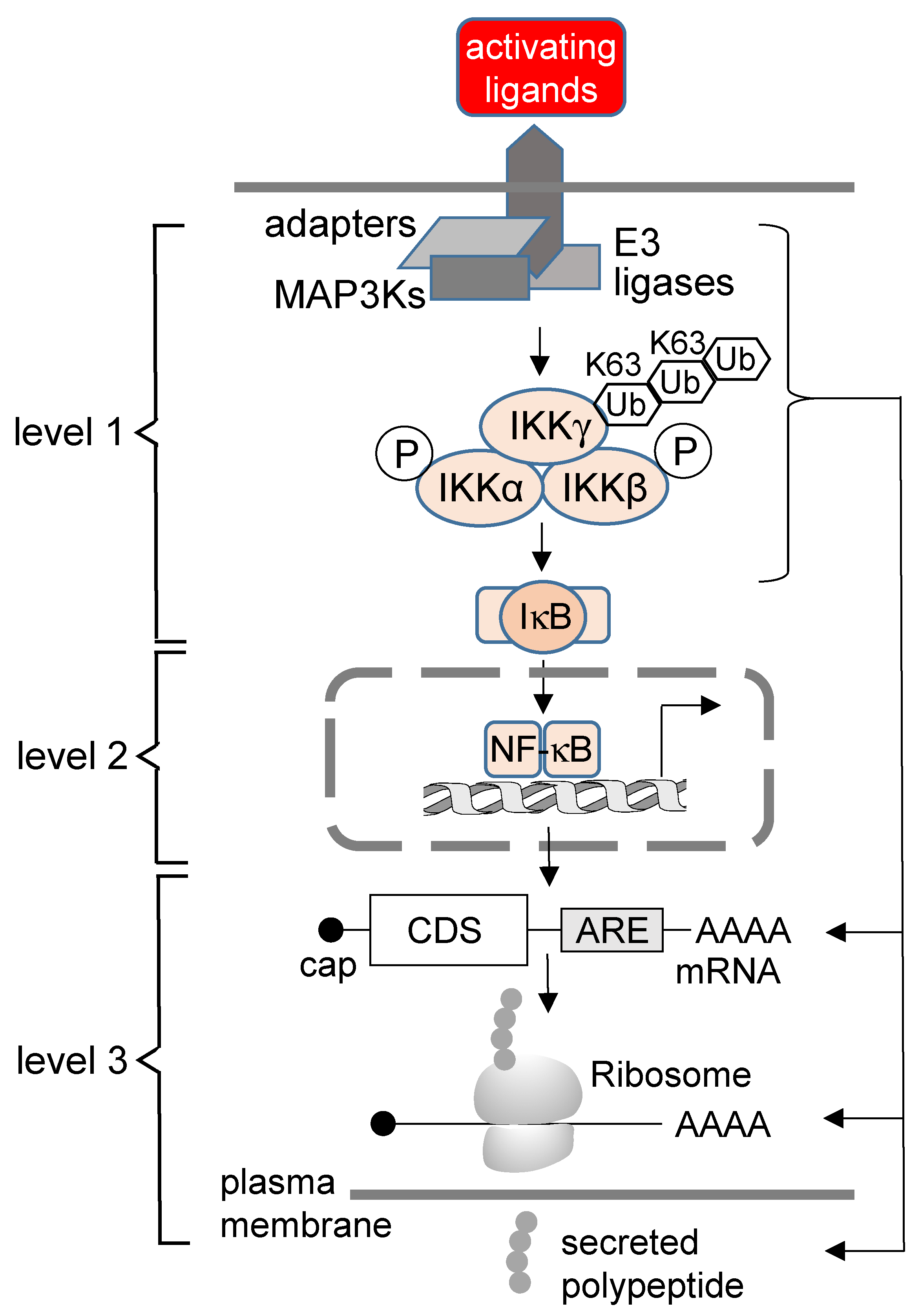Biomedicines 10 02108 g001