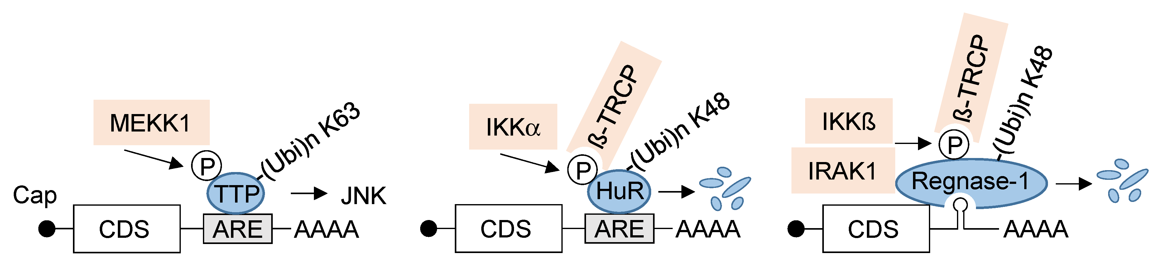 Biomedicines 10 02108 g002