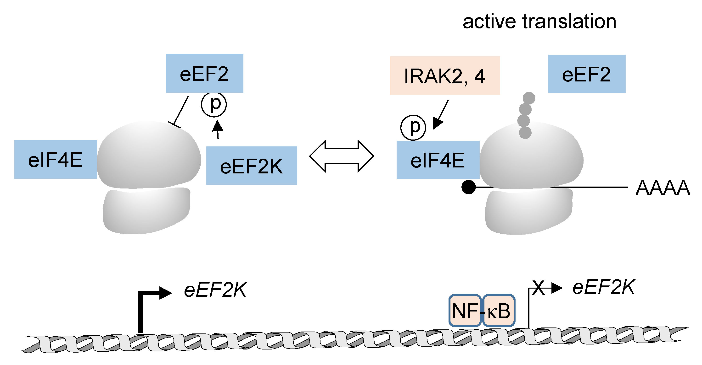 Biomedicines 10 02108 g004