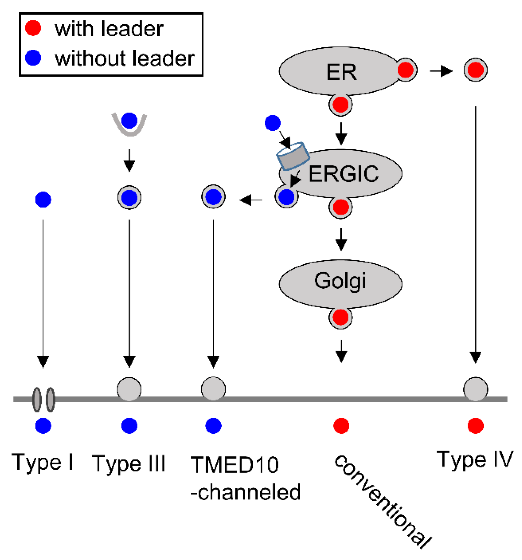 Biomedicines 10 02108 g005