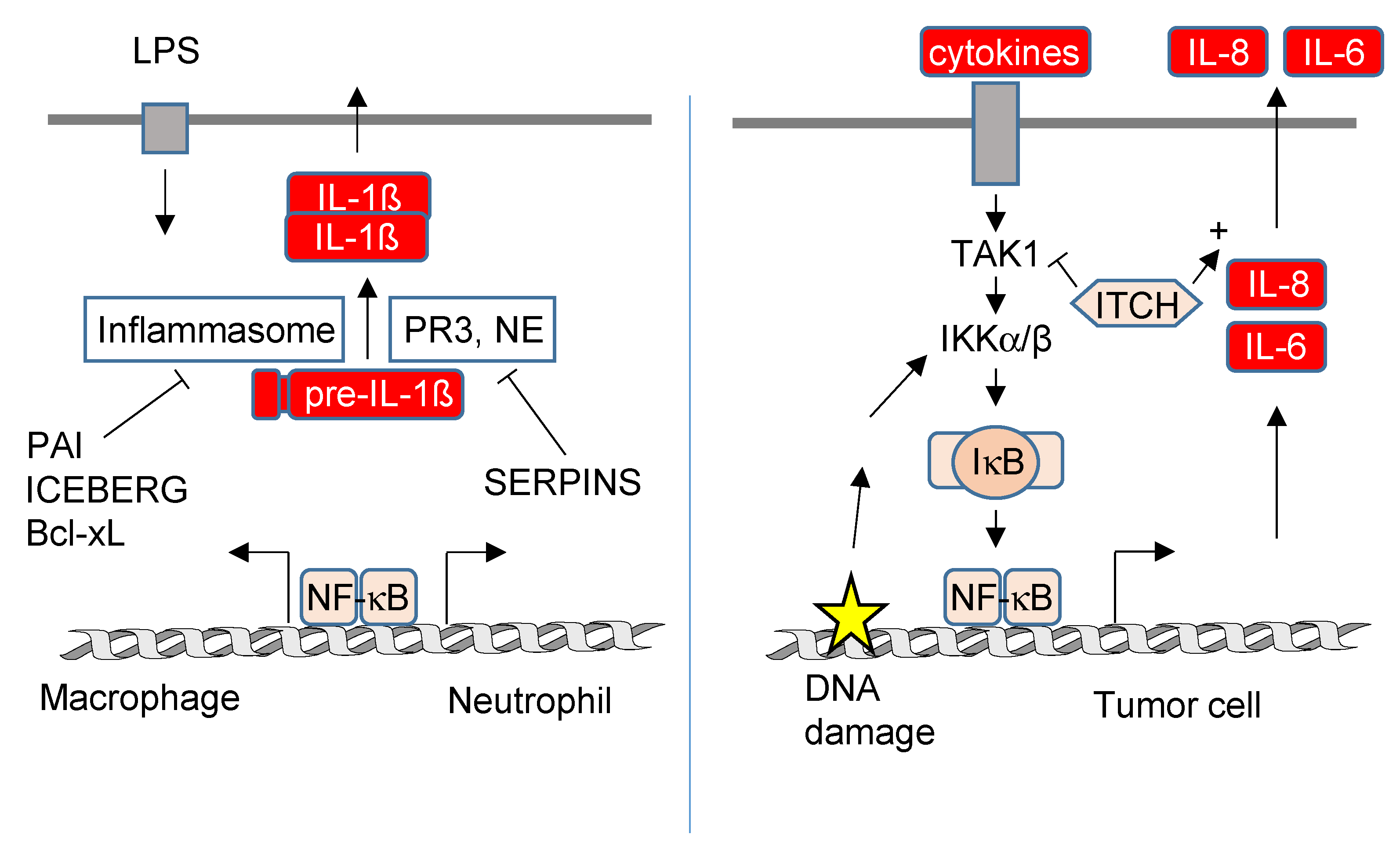 Biomedicines 10 02108 g006