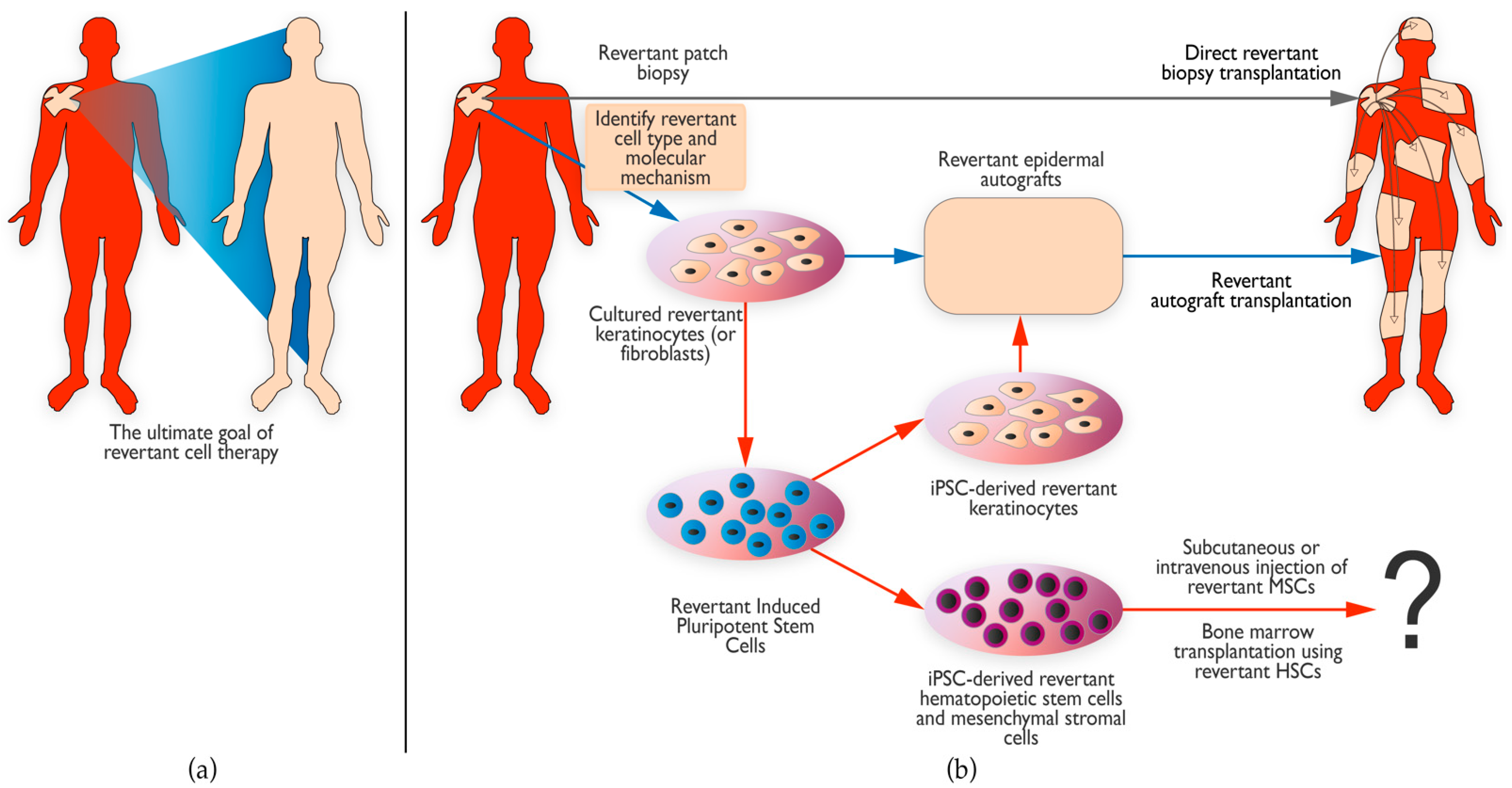 Biomedicines 10 02118 g004