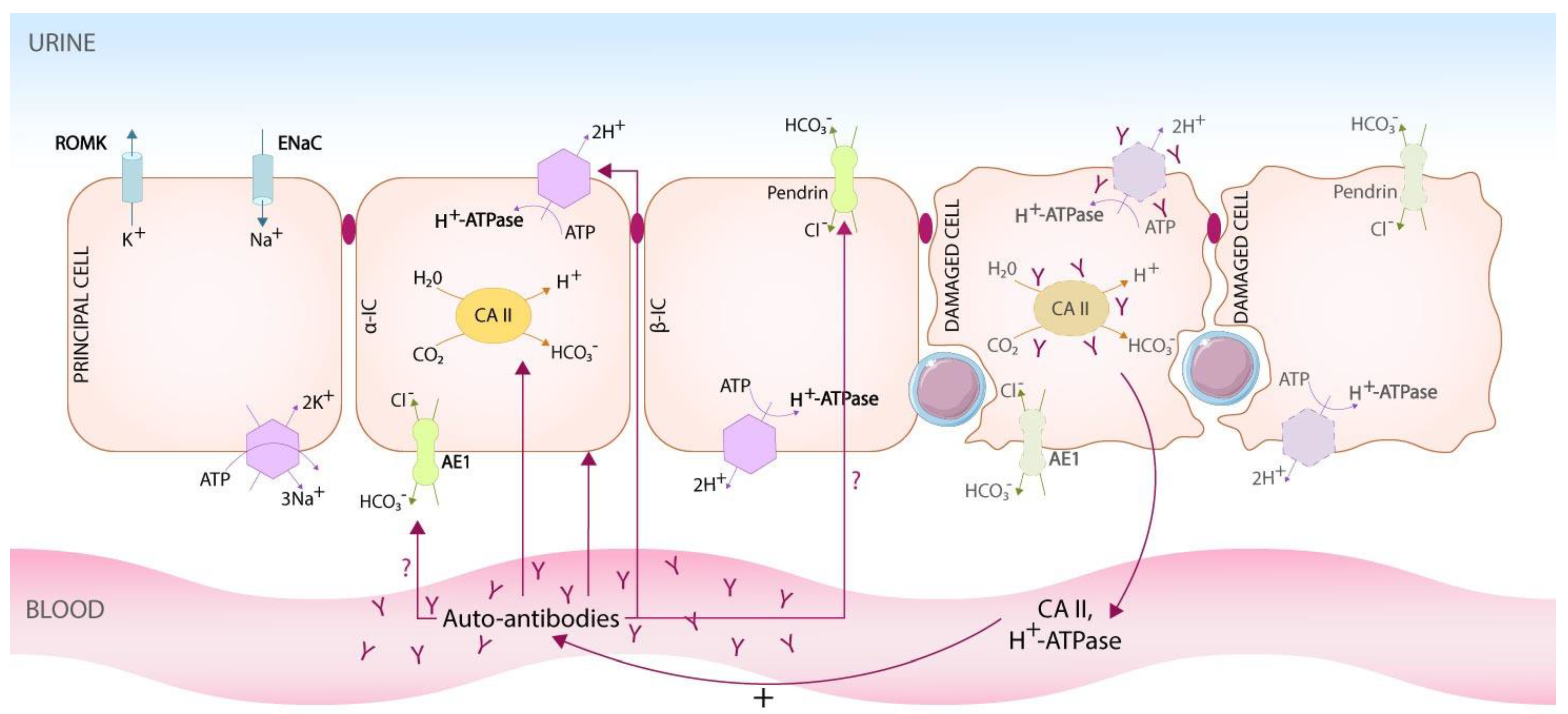 Biomedicines 10 02131 g001