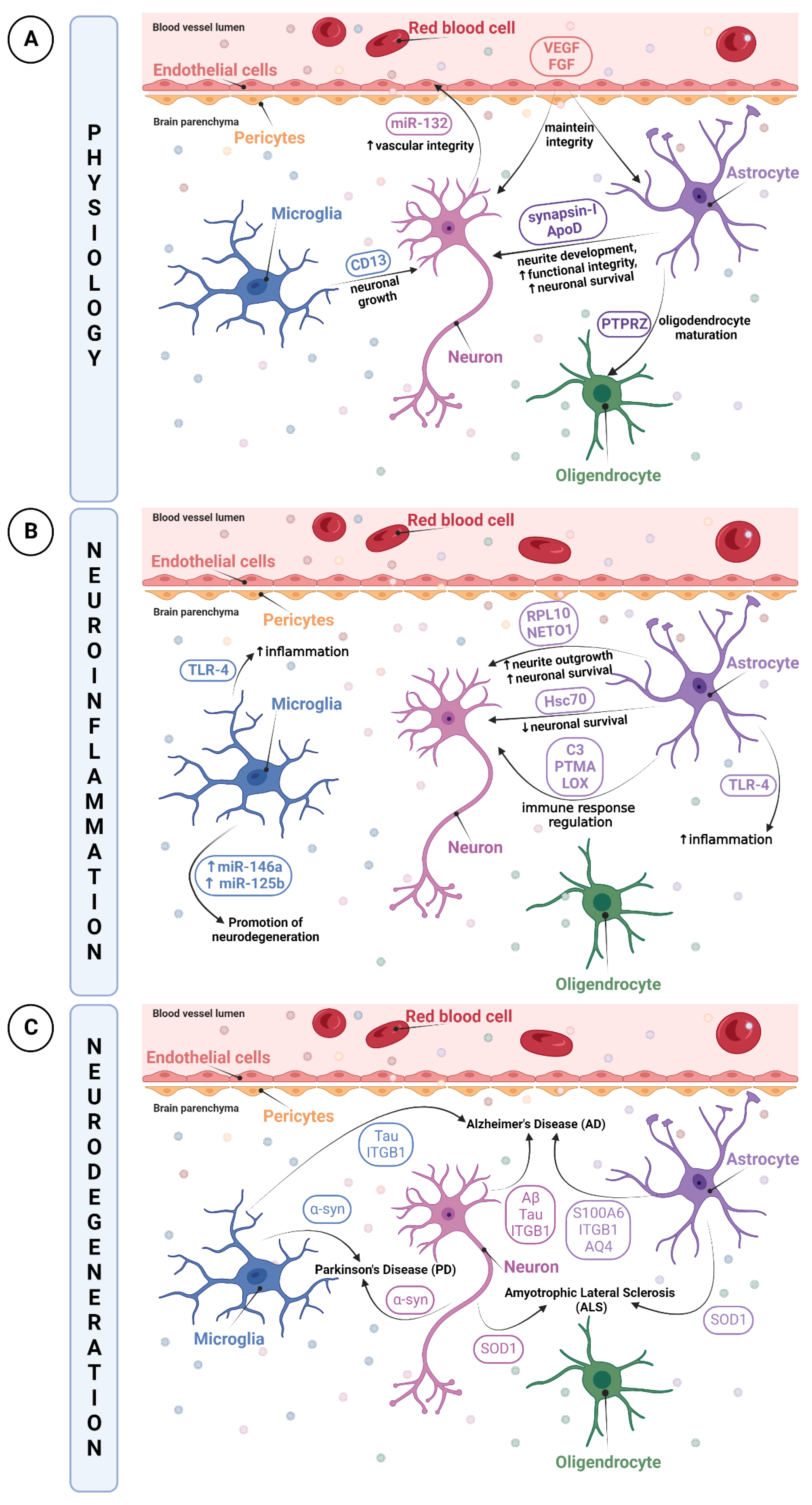 Biomedicines 10 02147 g002 Biomedicines 10 02147 g002