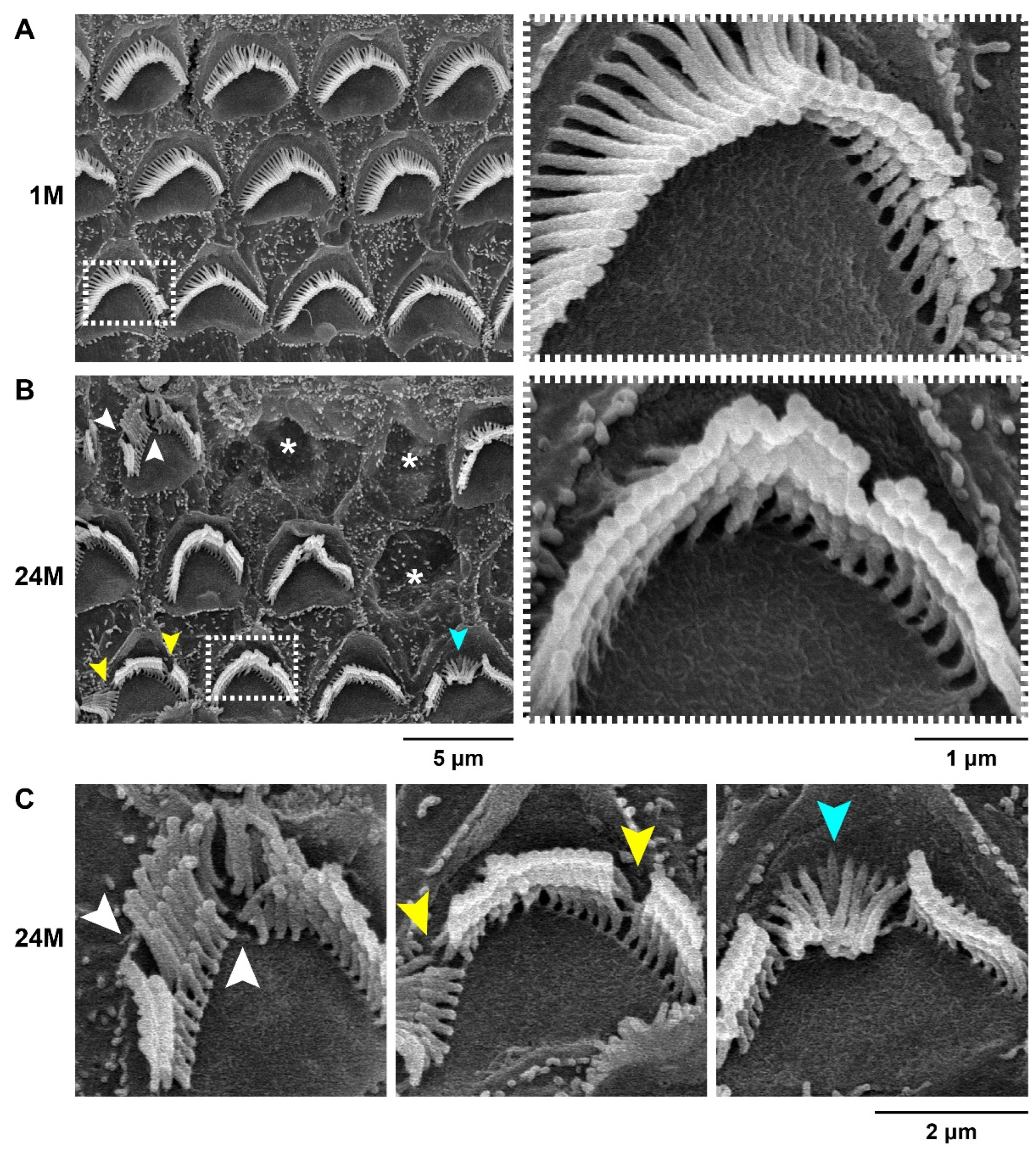 Biomedicines 10 02221 g005