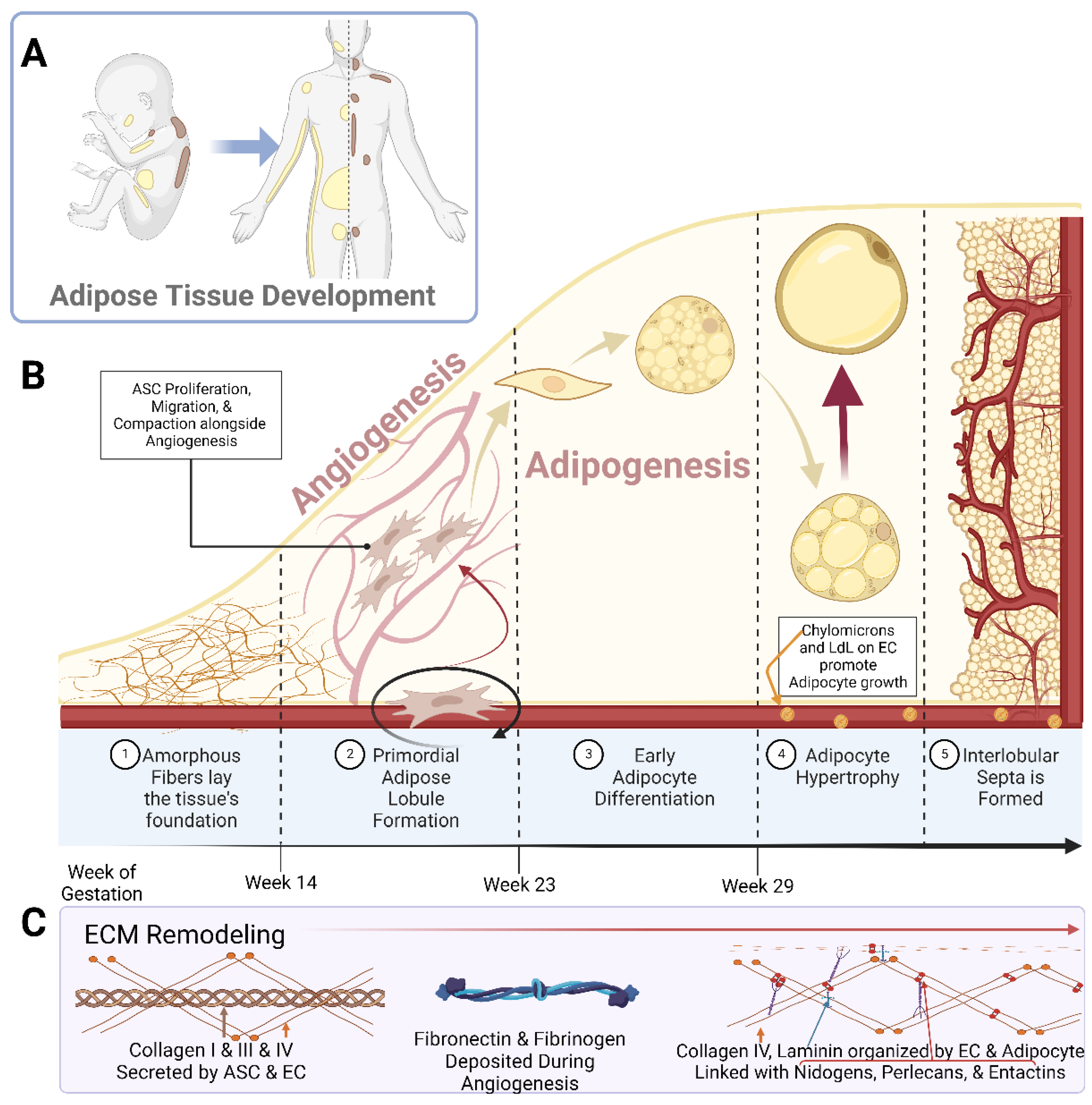 Biomedicines 10 02227 g001 Biomedicines 10 02227 g001
