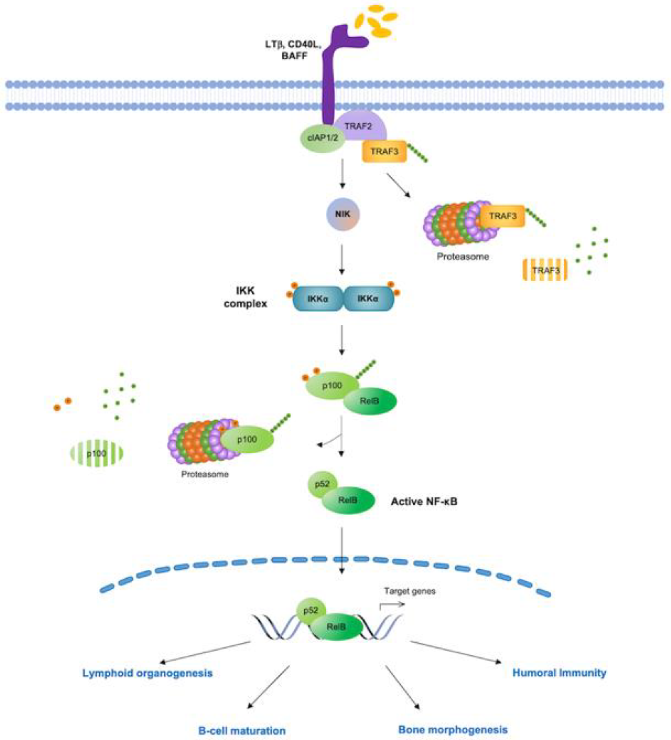 Biomedicines 10 02233 g002