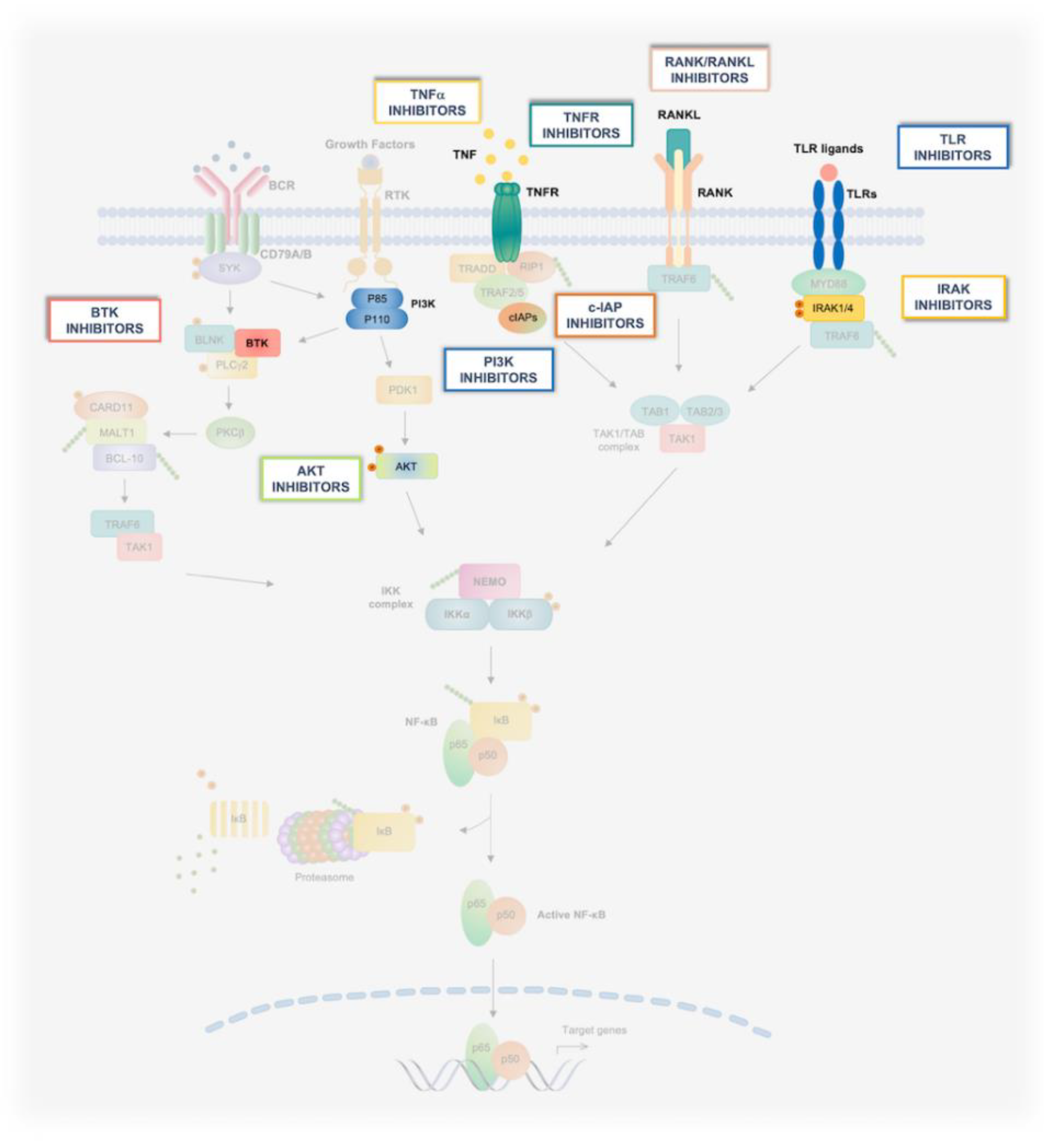 Biomedicines 10 02233 g003