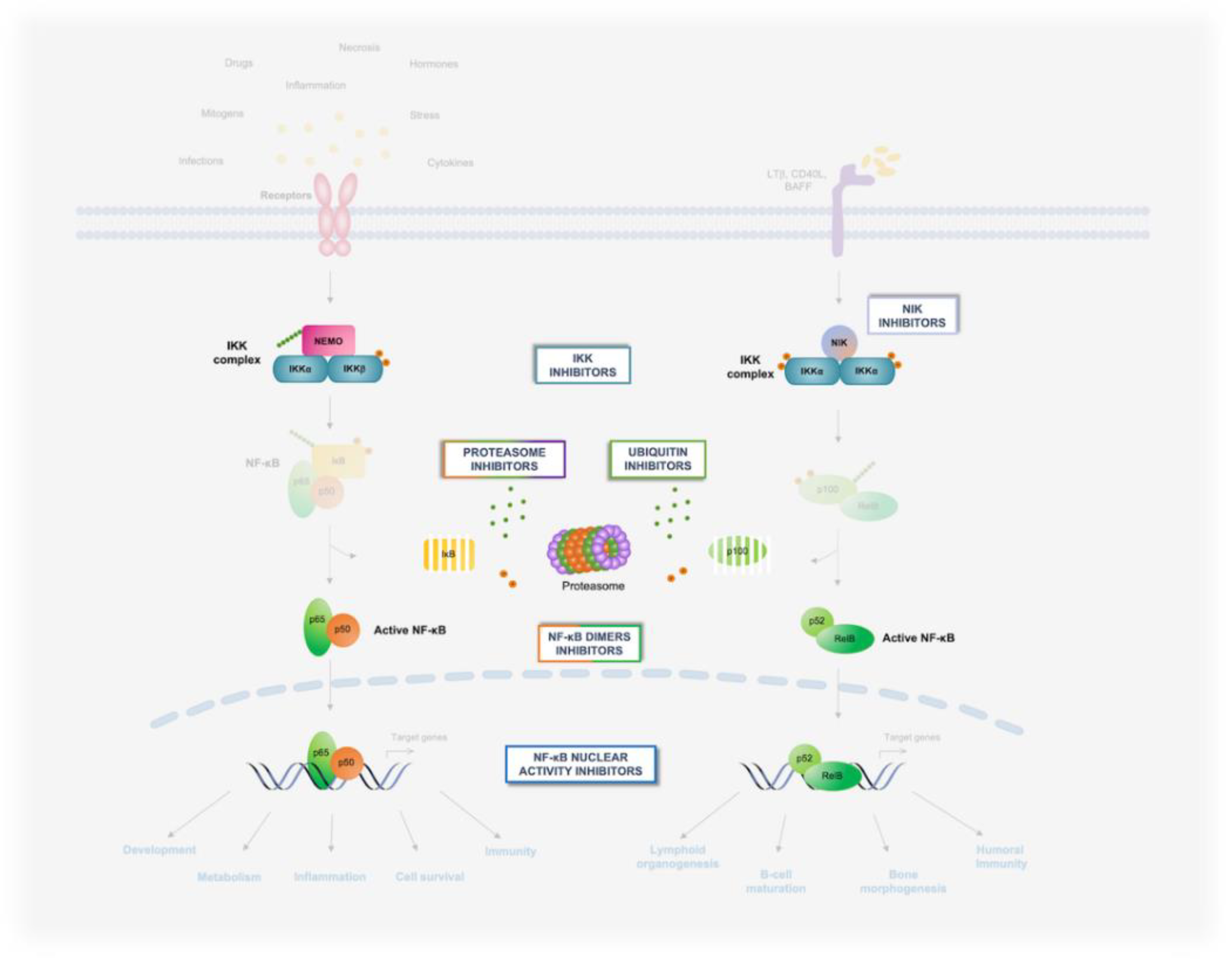 Biomedicines 10 02233 g004