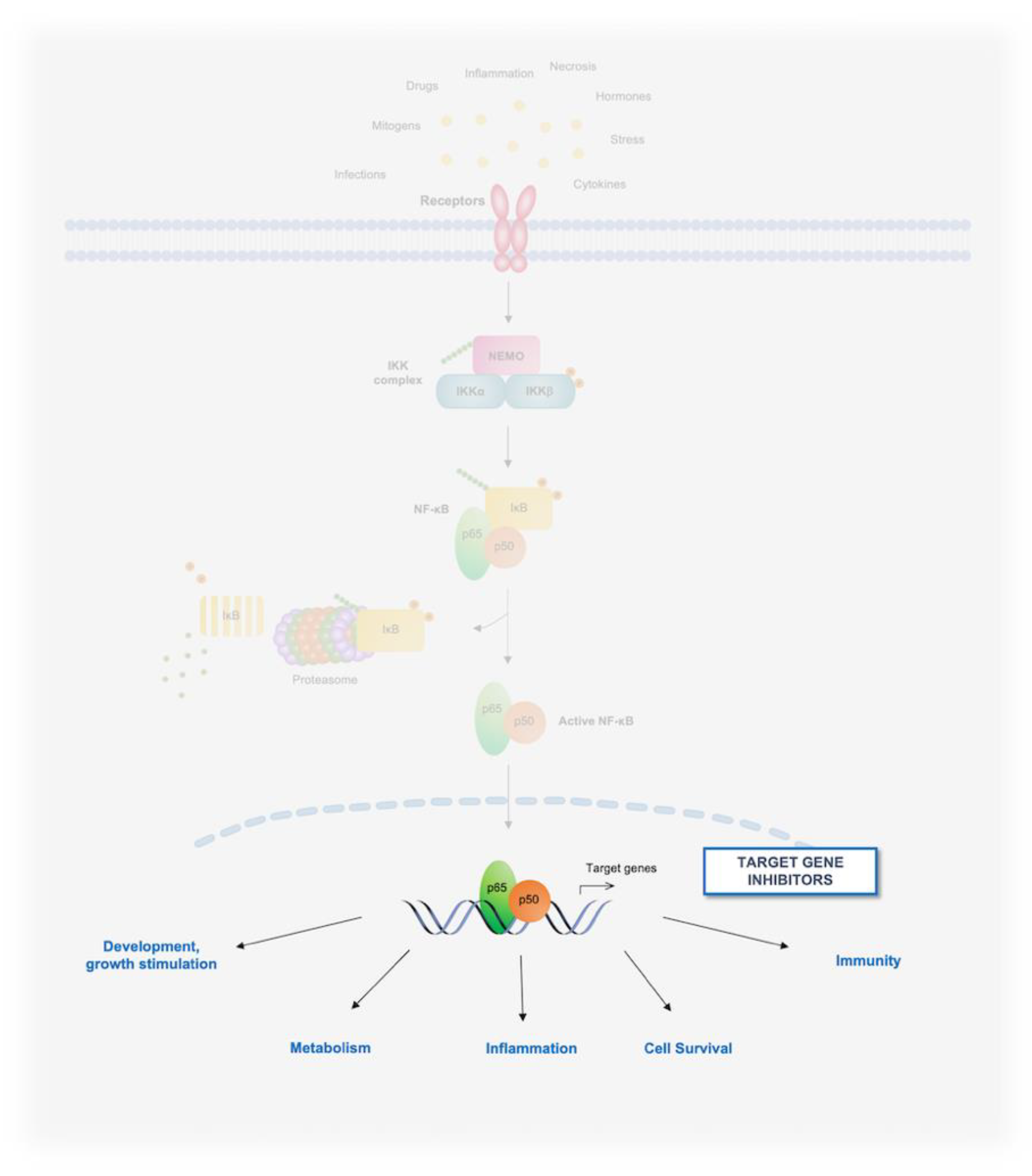Biomedicines 10 02233 g005