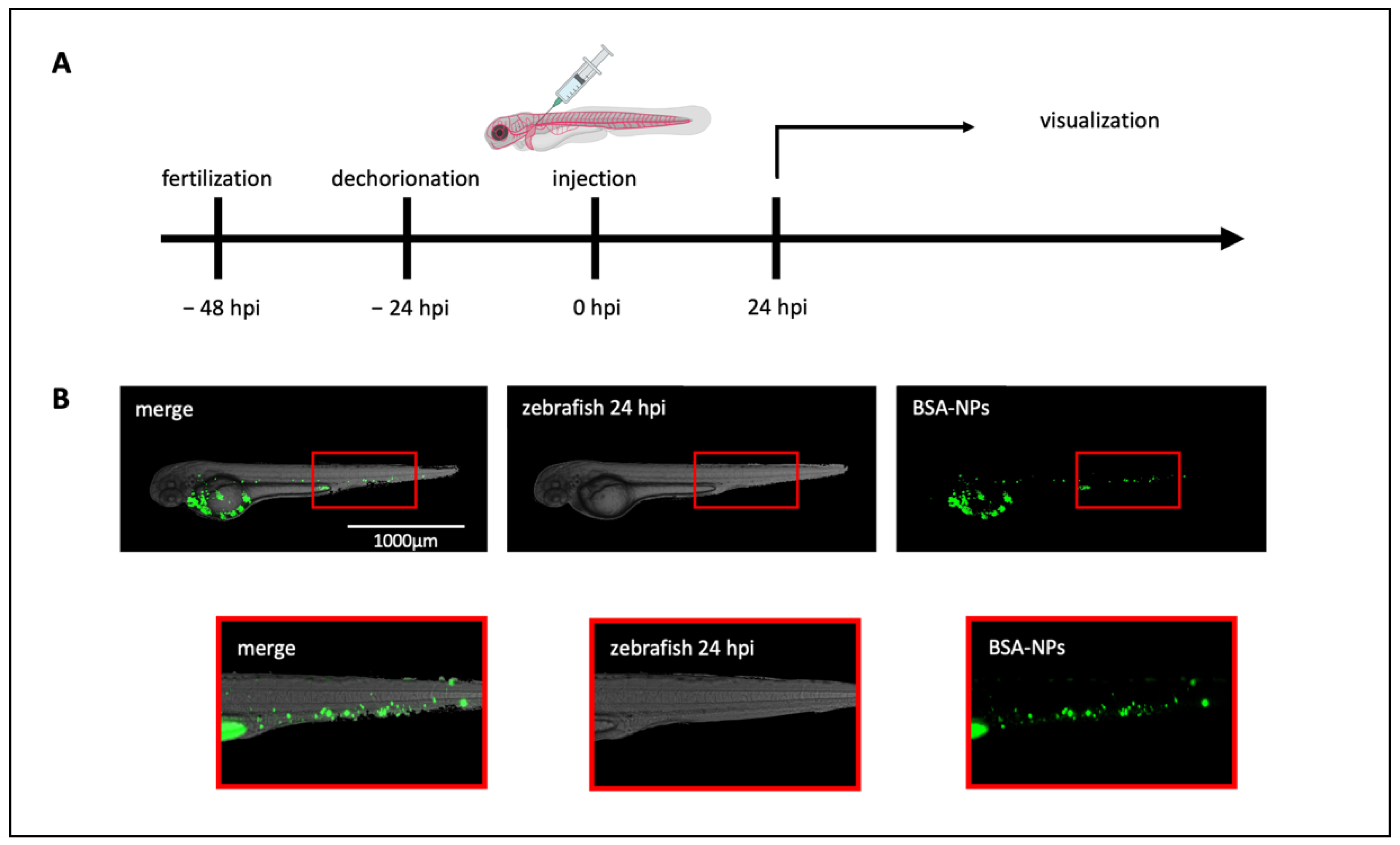 Biomedicines 10 02252 g002