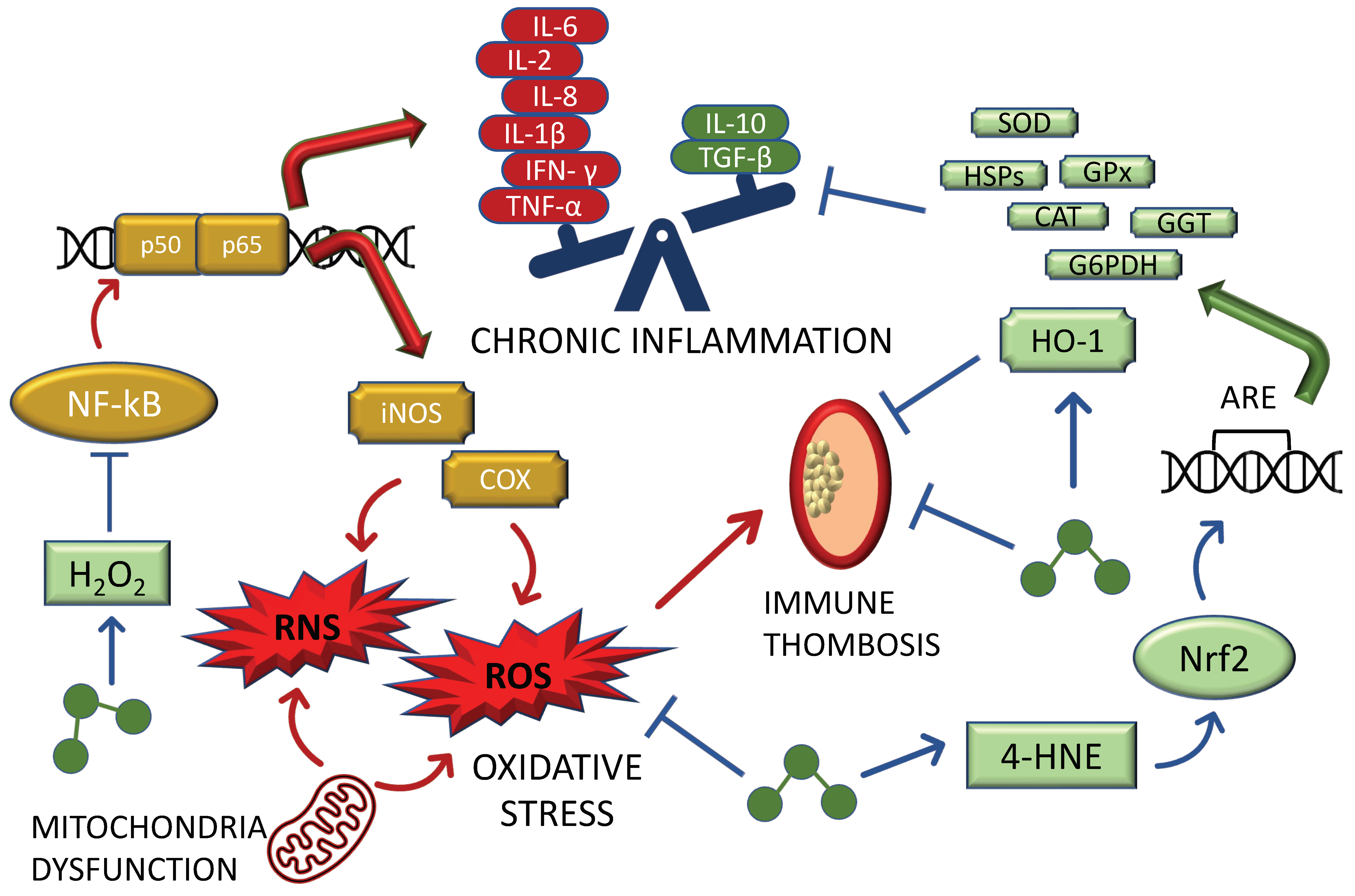 Biomedicines 10 02258 g001
