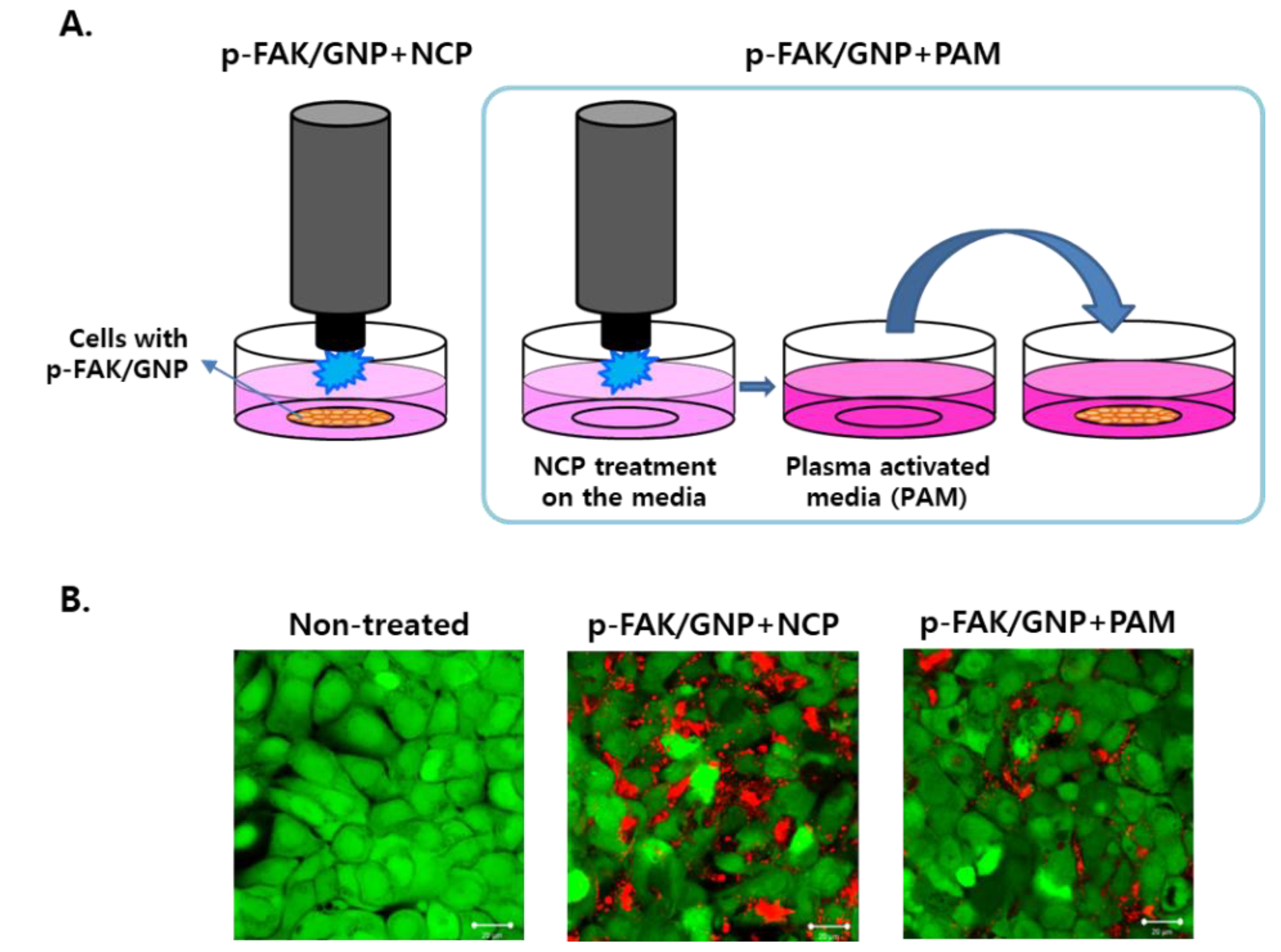 Biomedicines 10 02259 g003