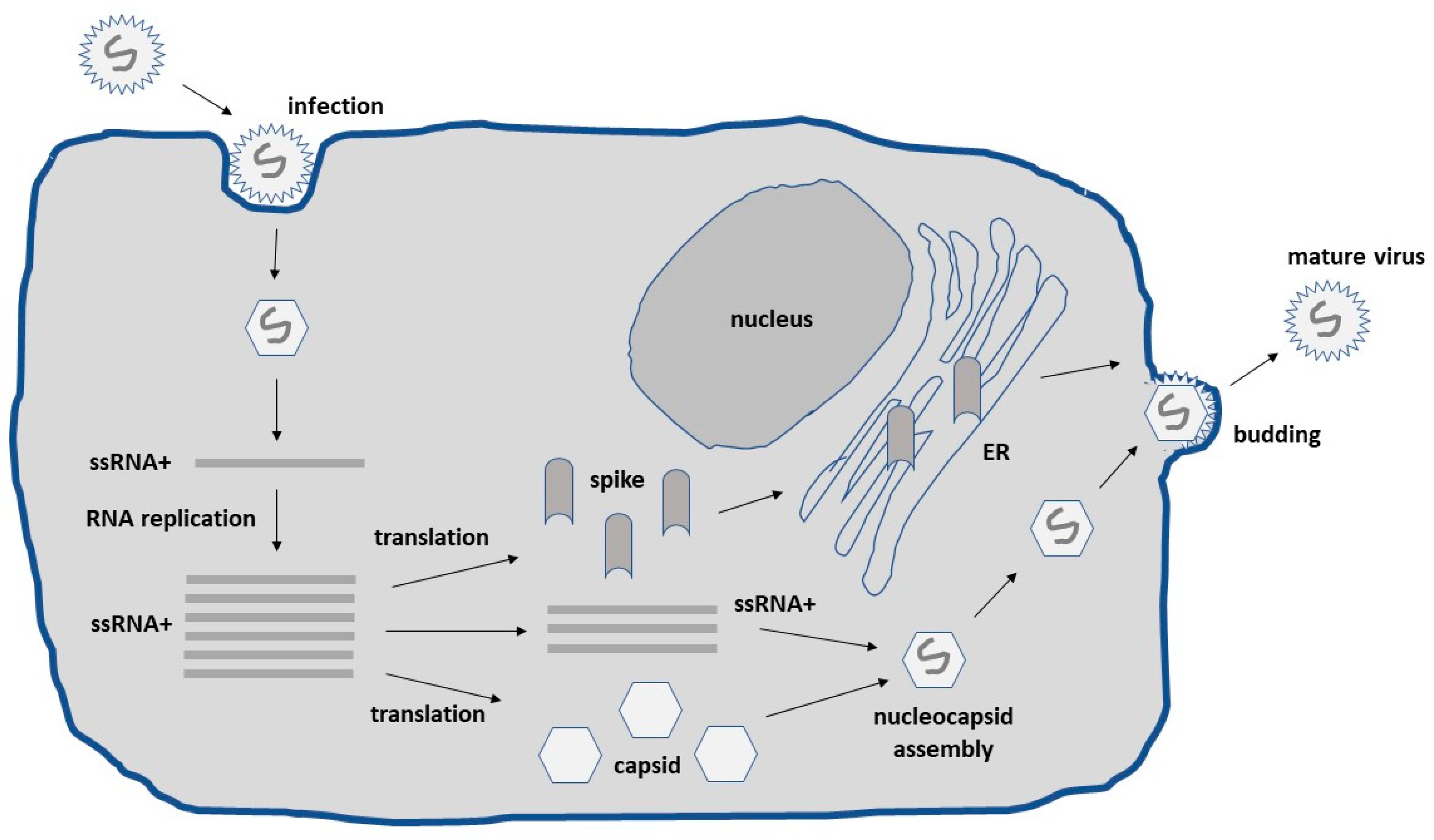 Biomedicines 10 02263 g001