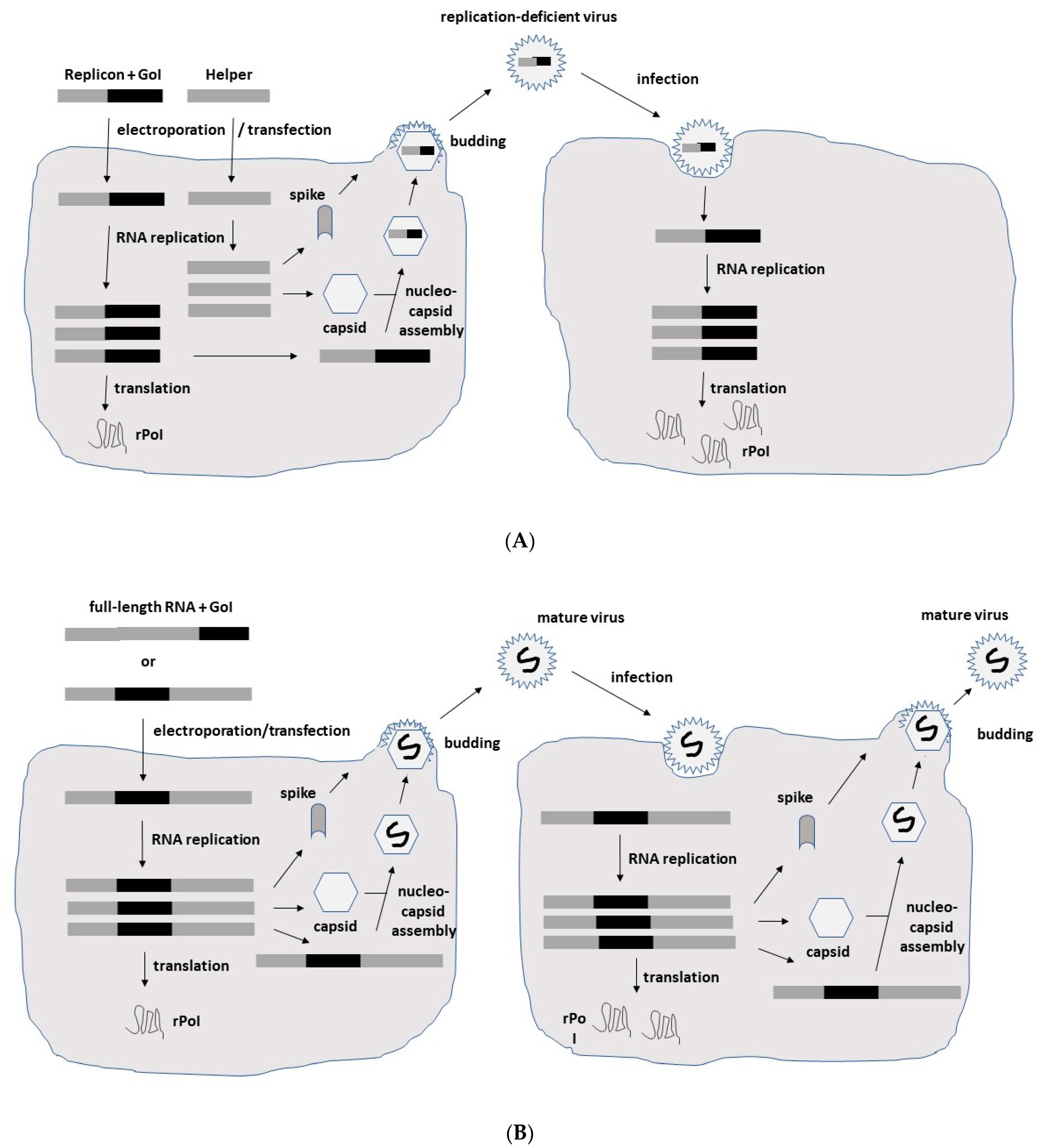 Biomedicines 10 02263 g002a
