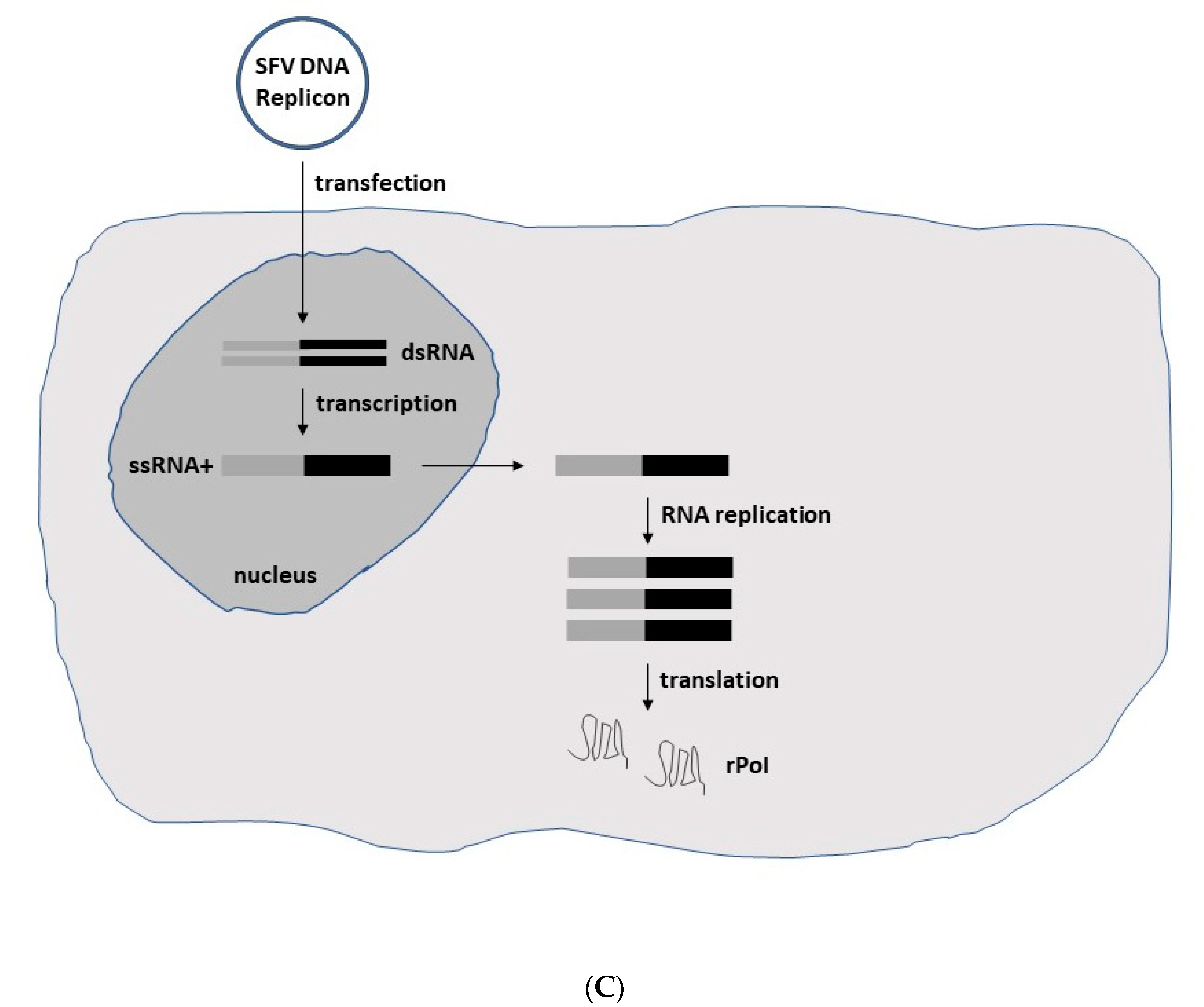 Biomedicines 10 02263 g002b