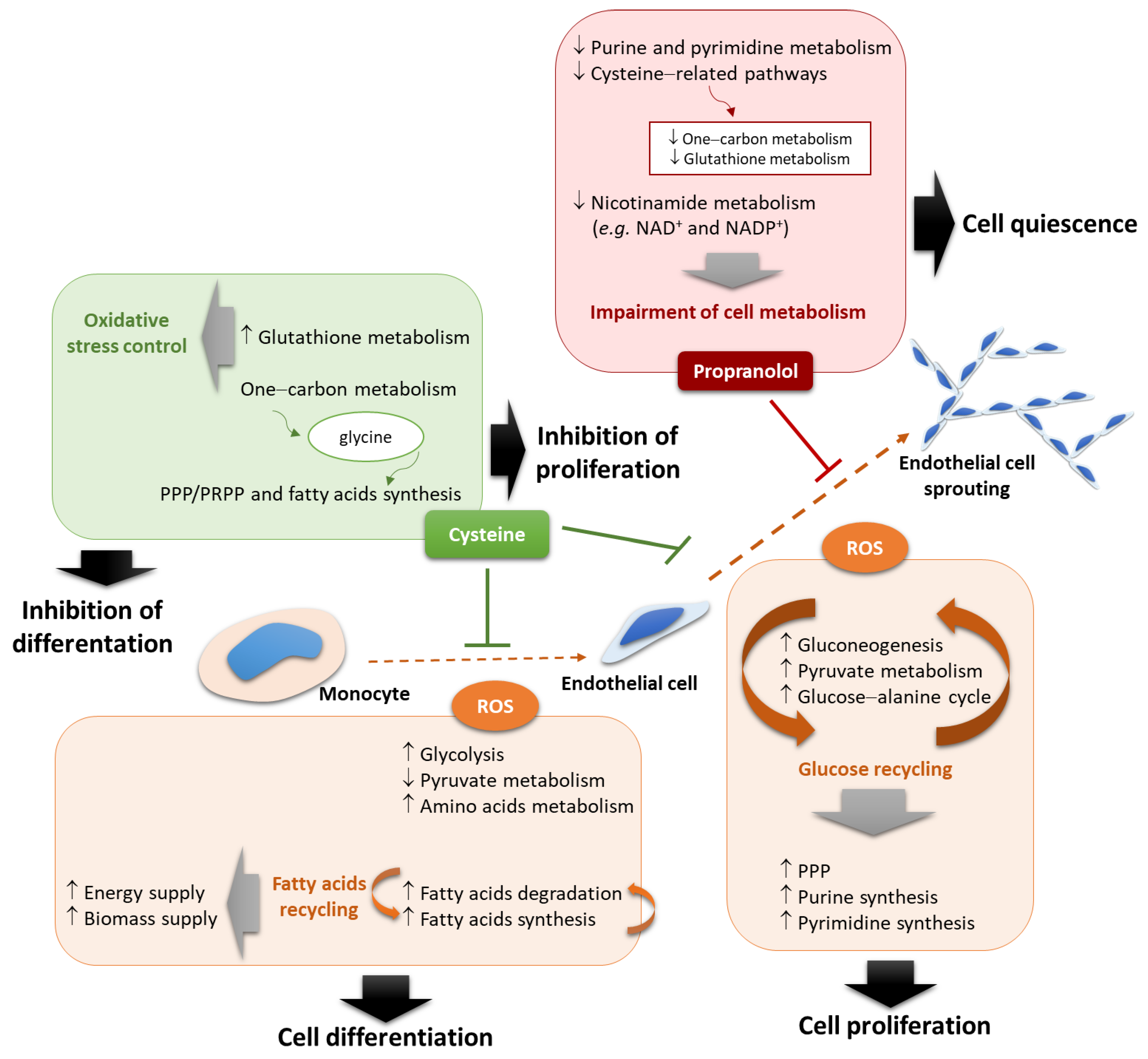 Biomedicines 10 02293 g007