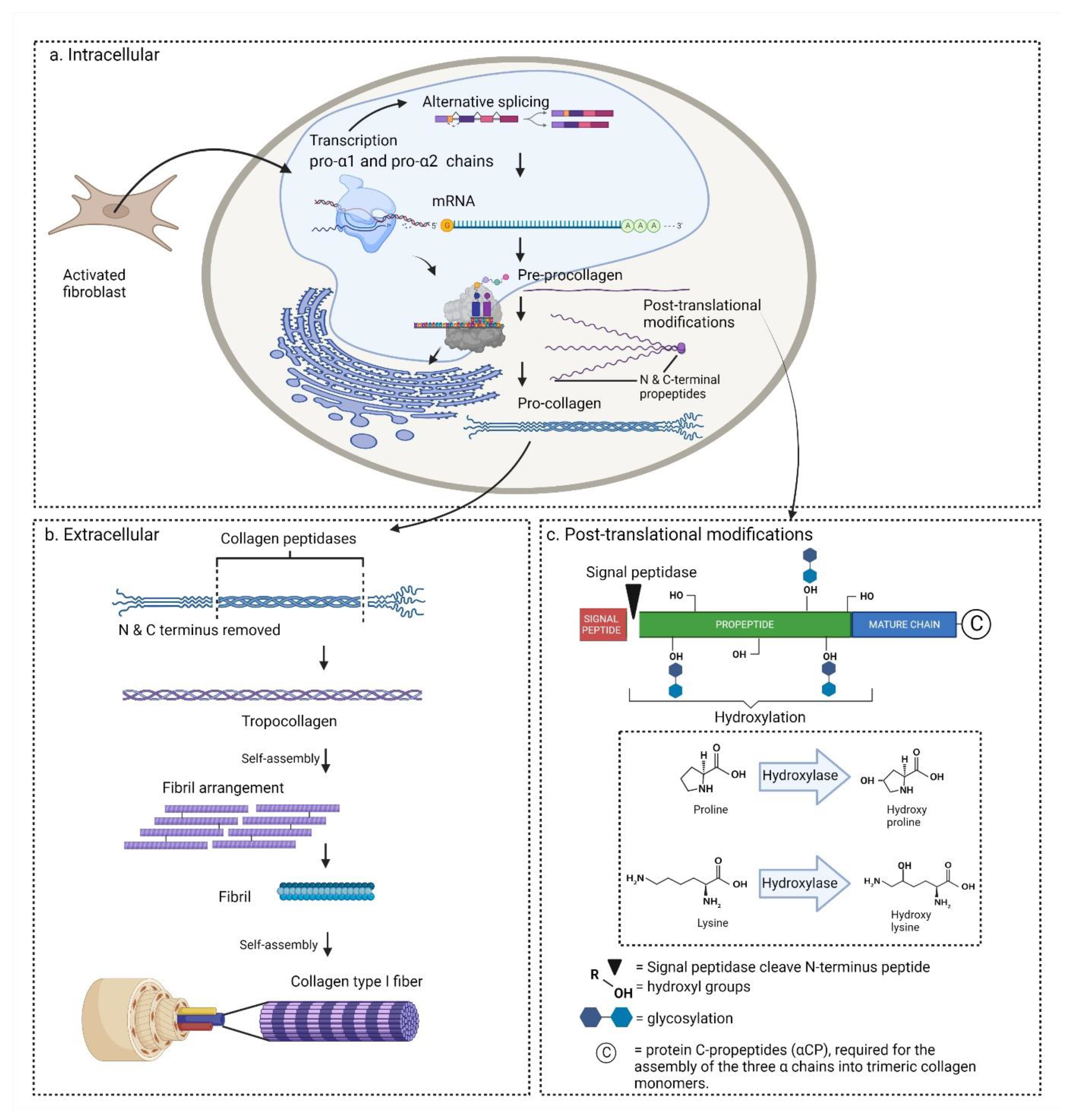 Biomedicines 10 02307 g002