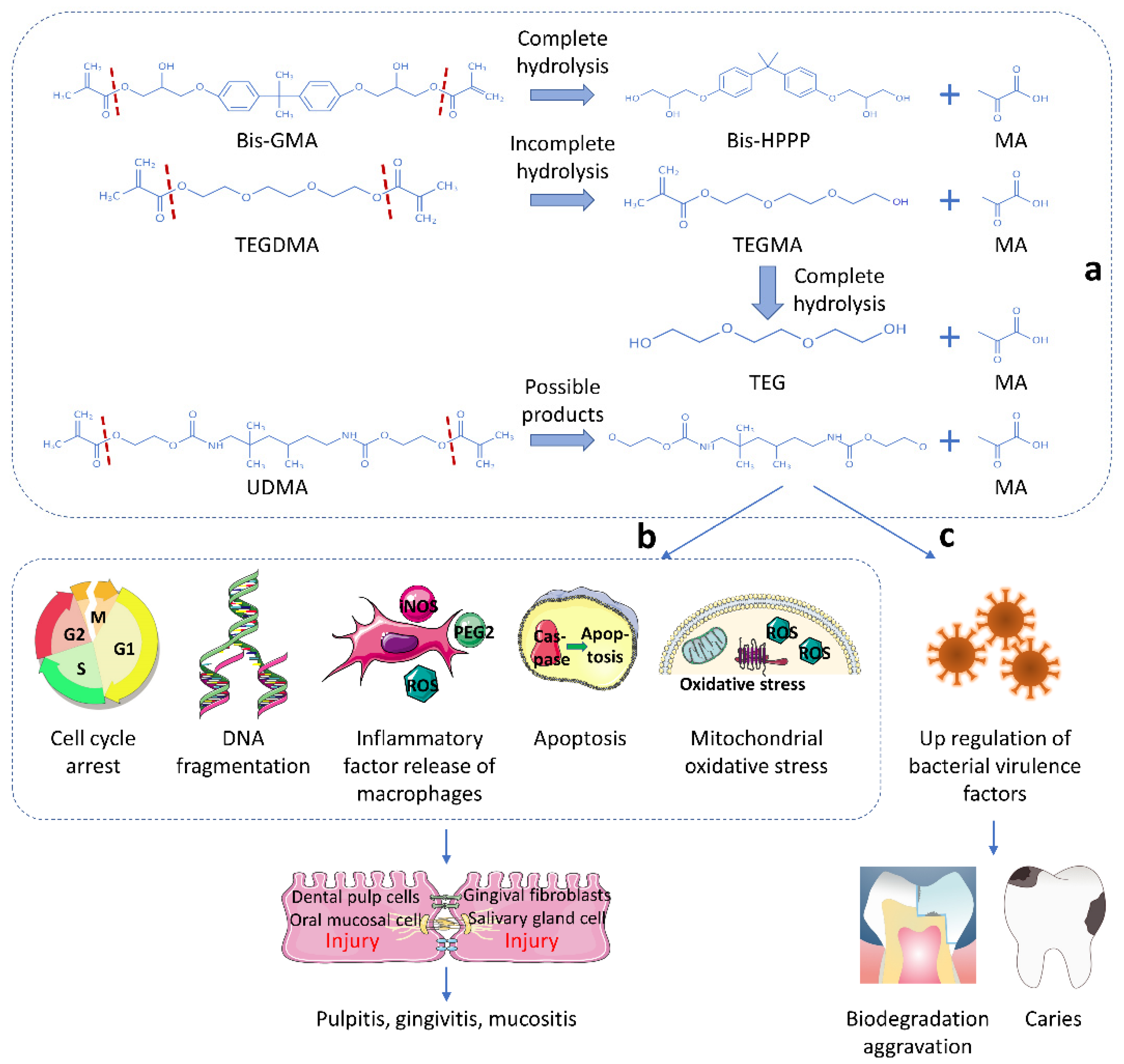 Biomedicines 10 02313 g002