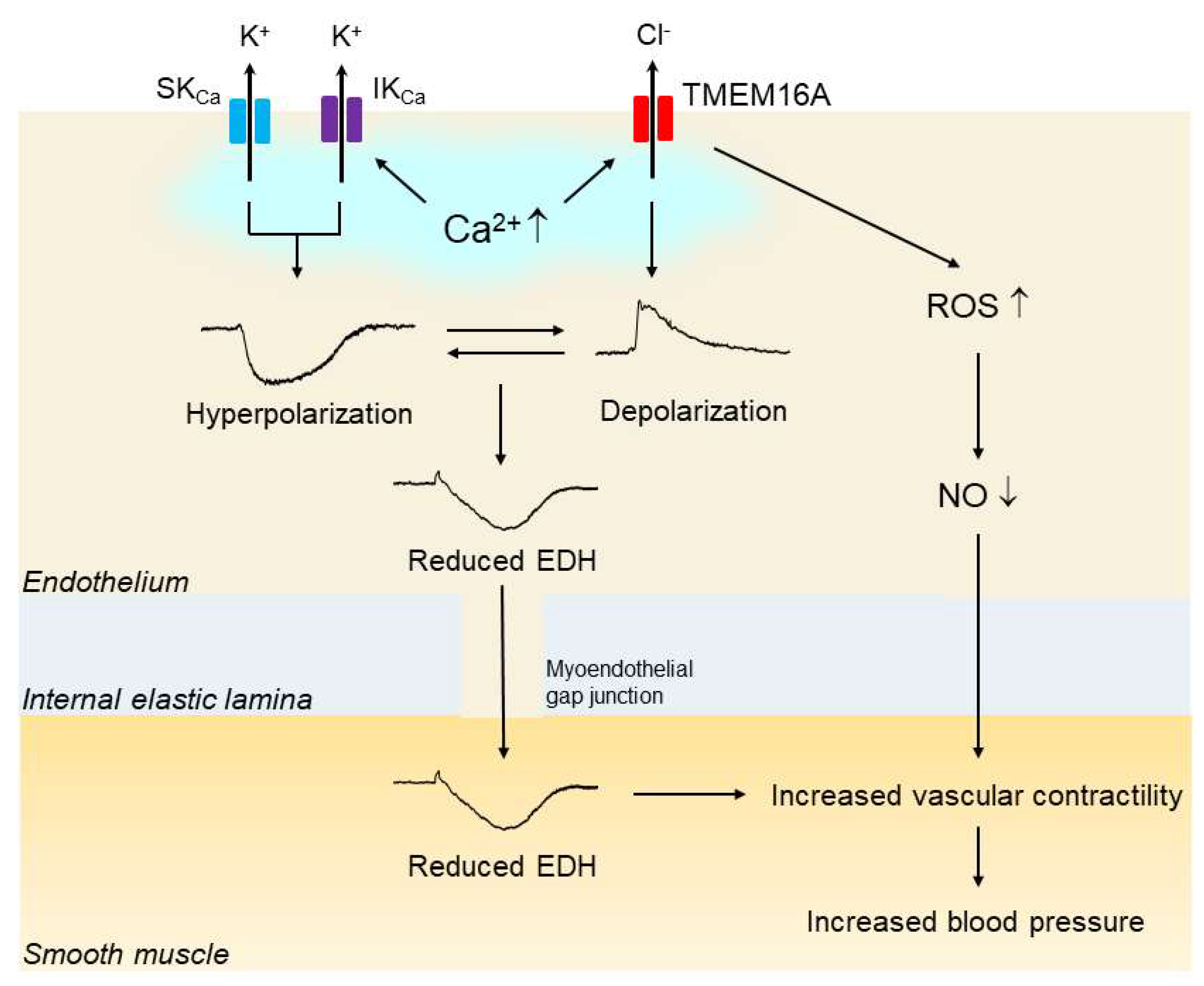 Biomedicines 10 02316 g003 Biomedicines 10 02316 g003