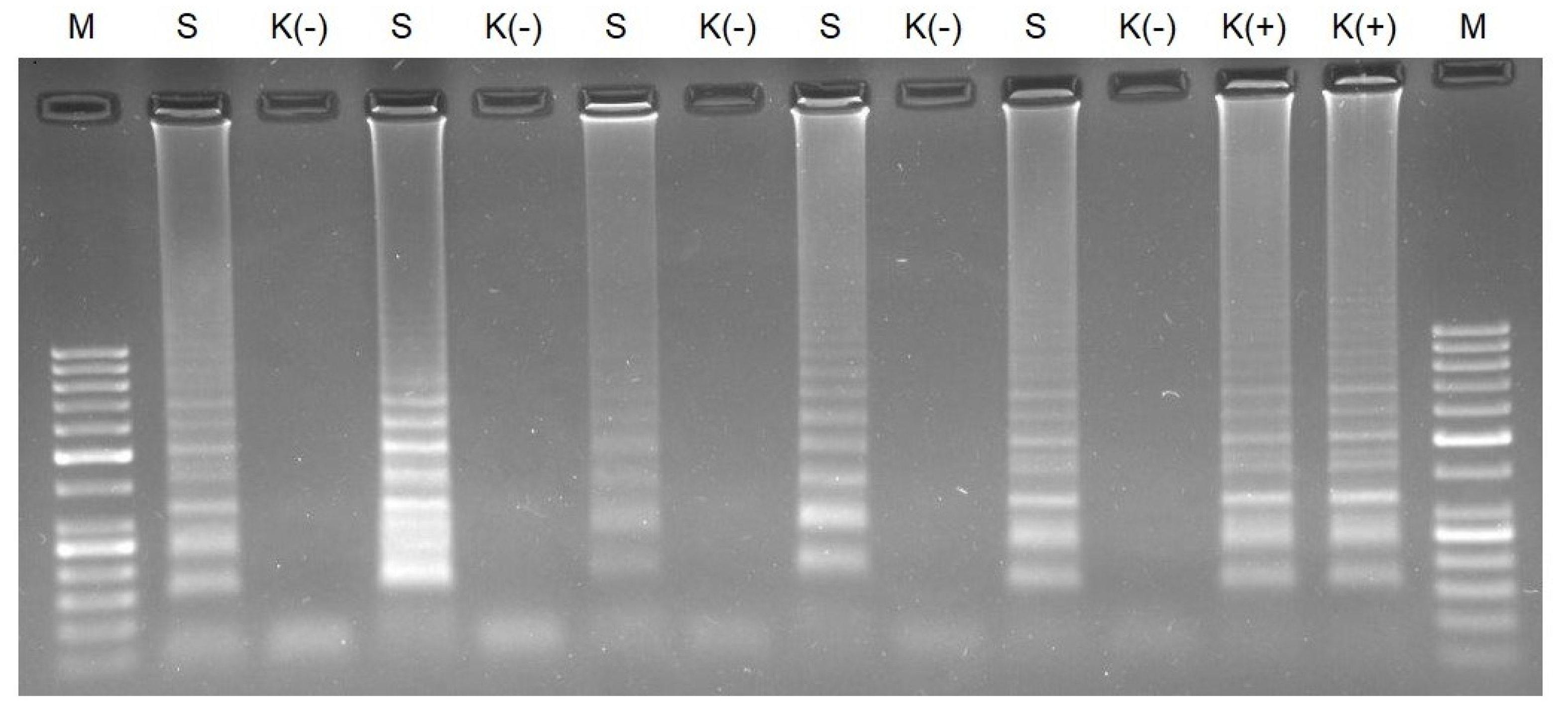 Biomedicines 10 02329 g006