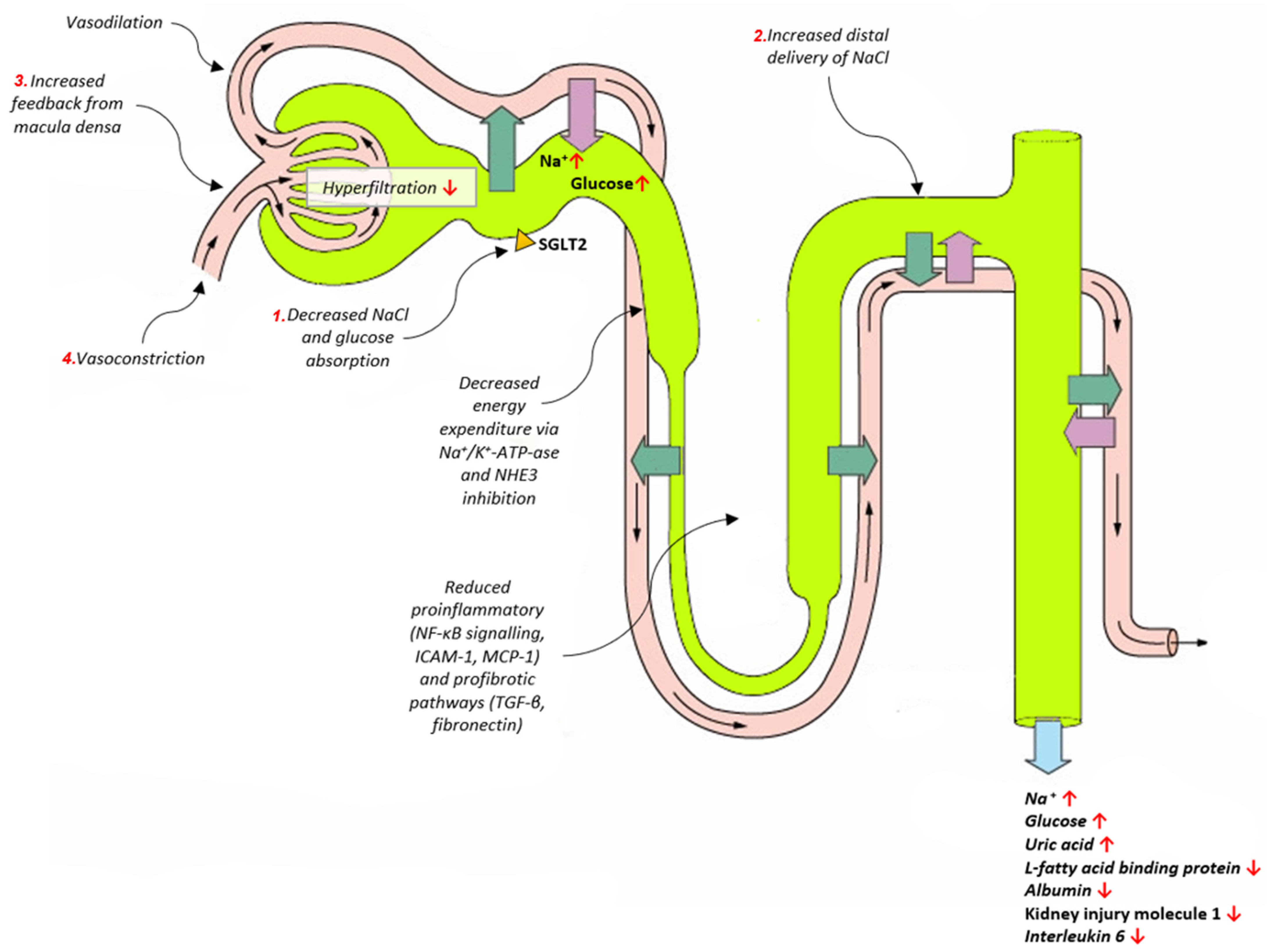 Biomedicines 10 02458 g001