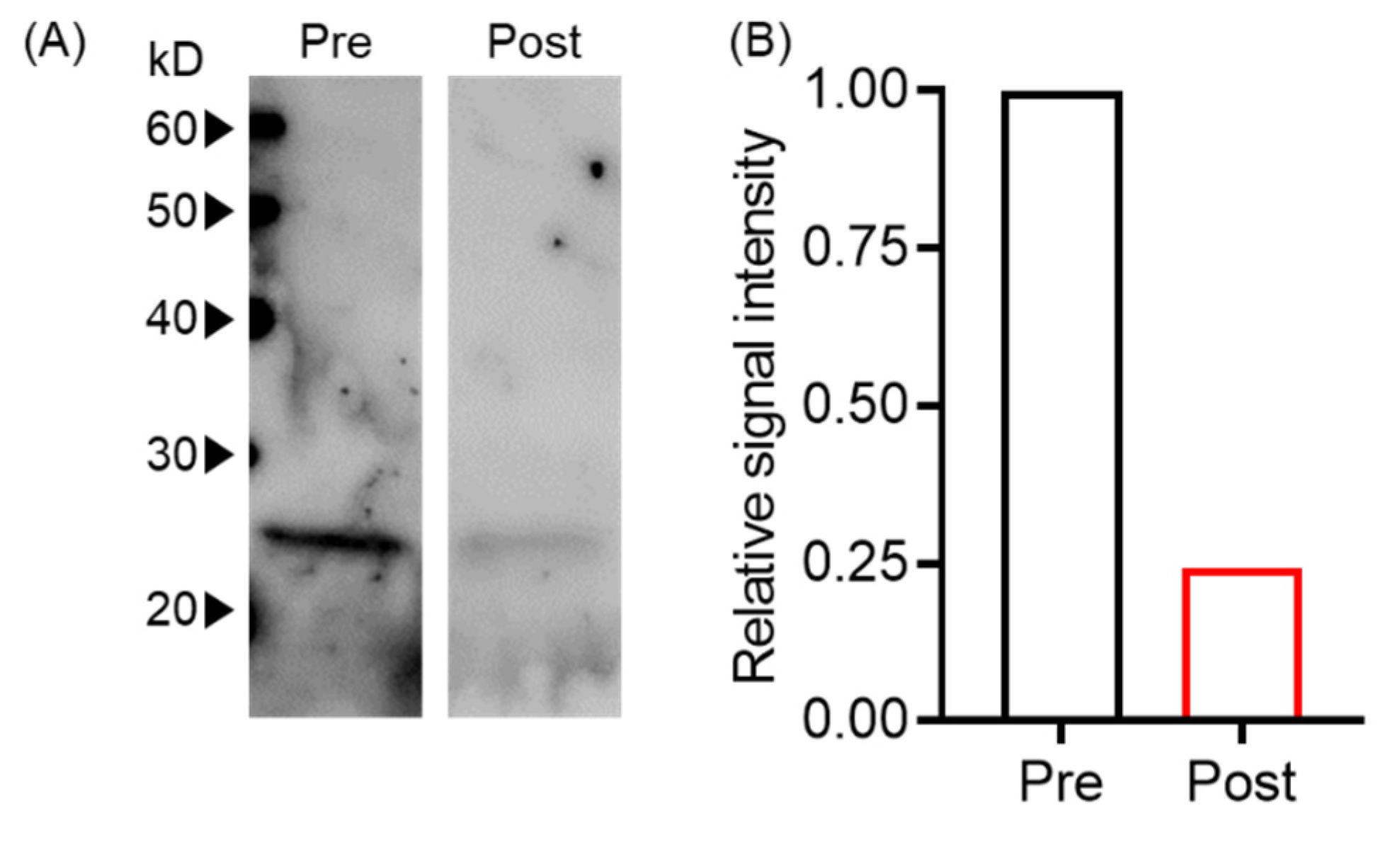 Biomedicines 10 02483 g002