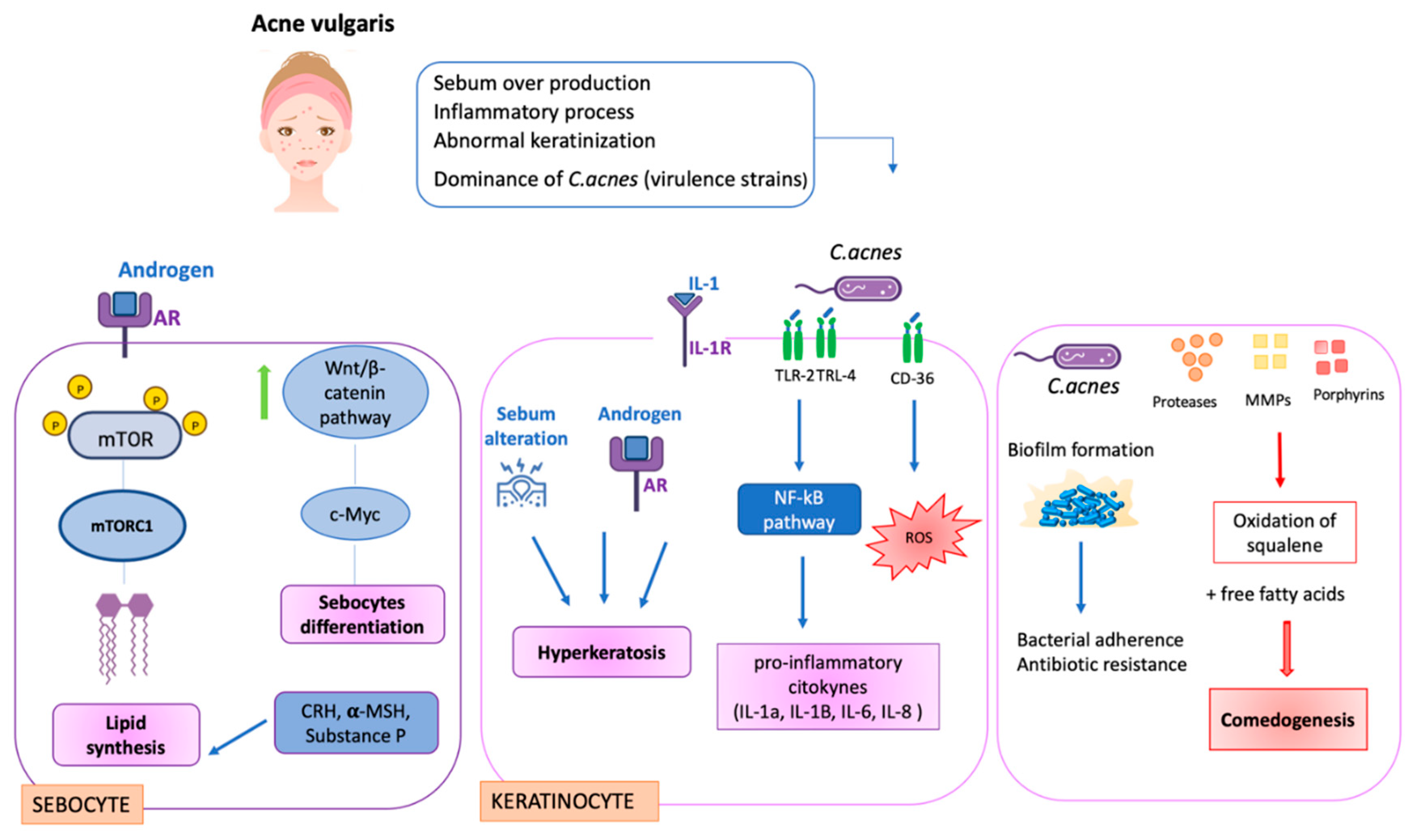 Biomedicines 10 02523 g003 Biomedicines 10 02523 g003