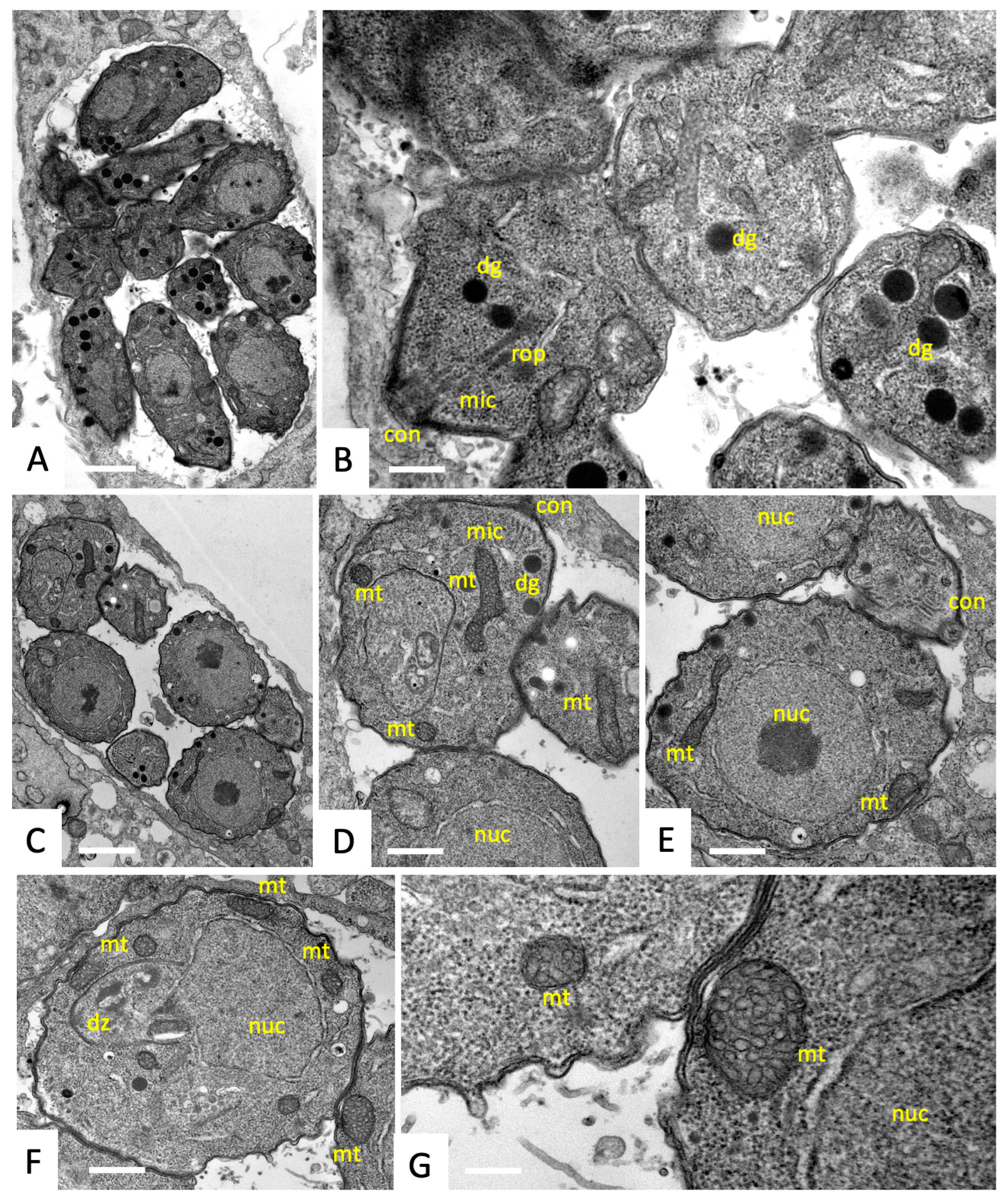 Biomedicines 10 02675 g002