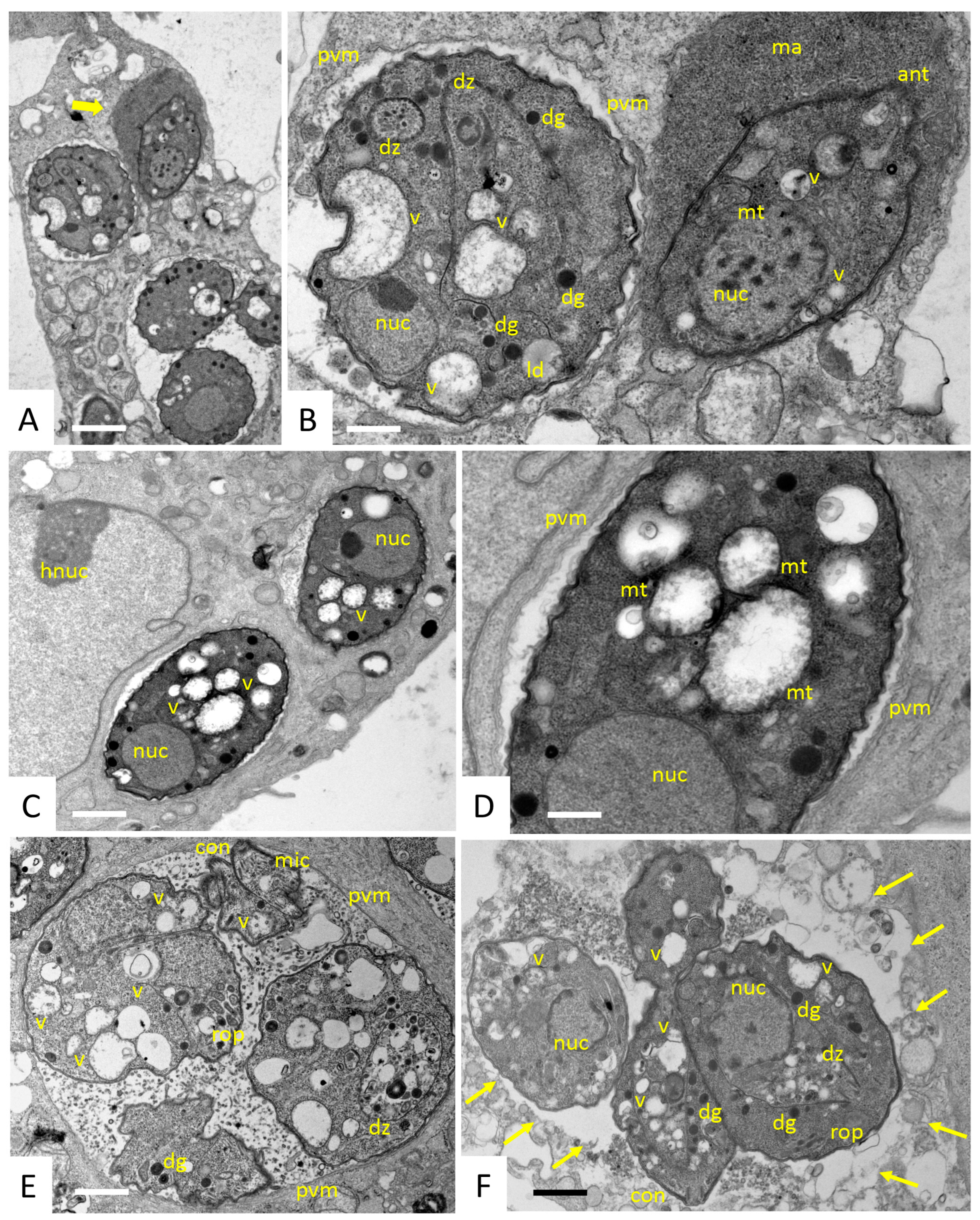 Biomedicines 10 02675 g003