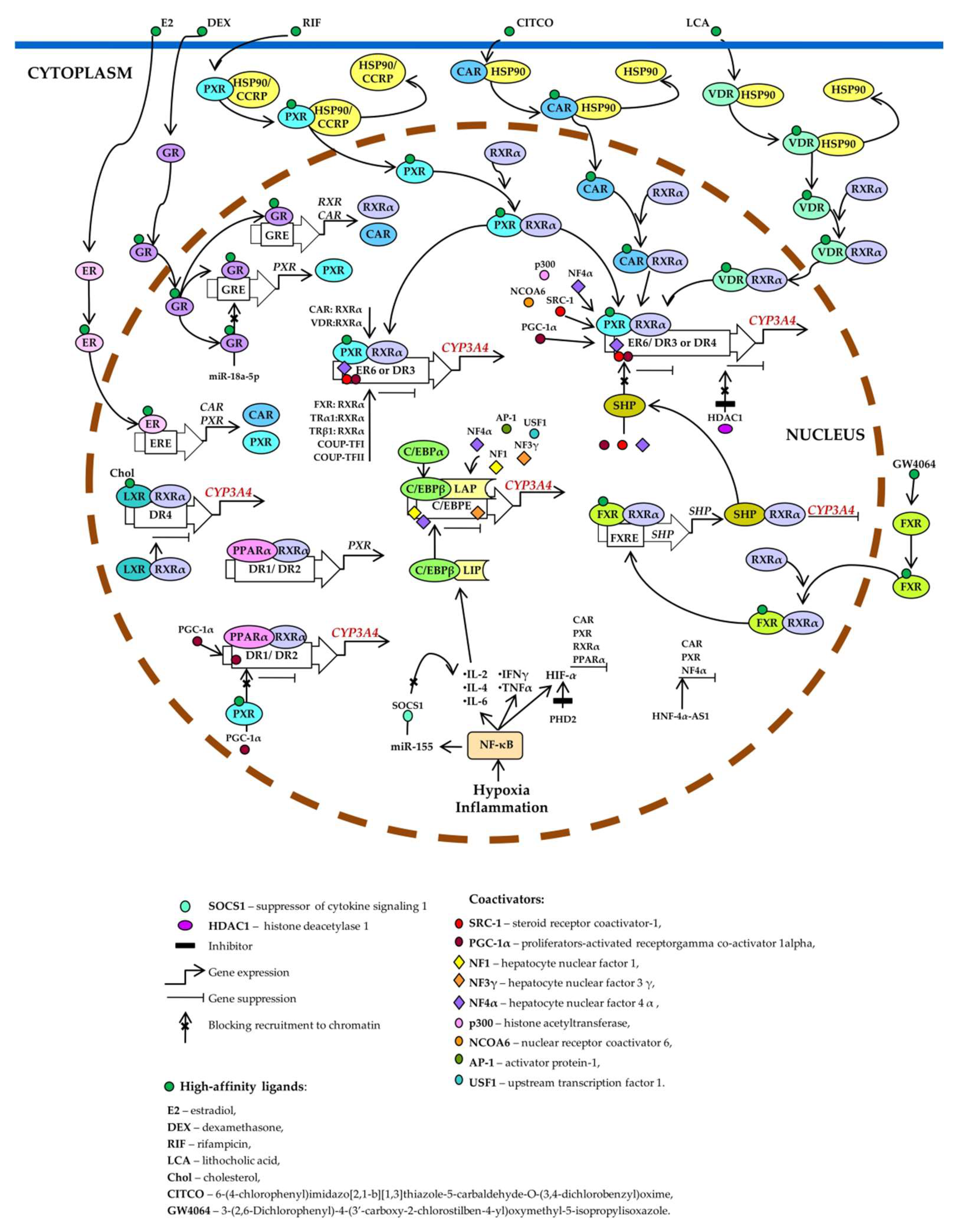 Biomedicines 10 02686 g003