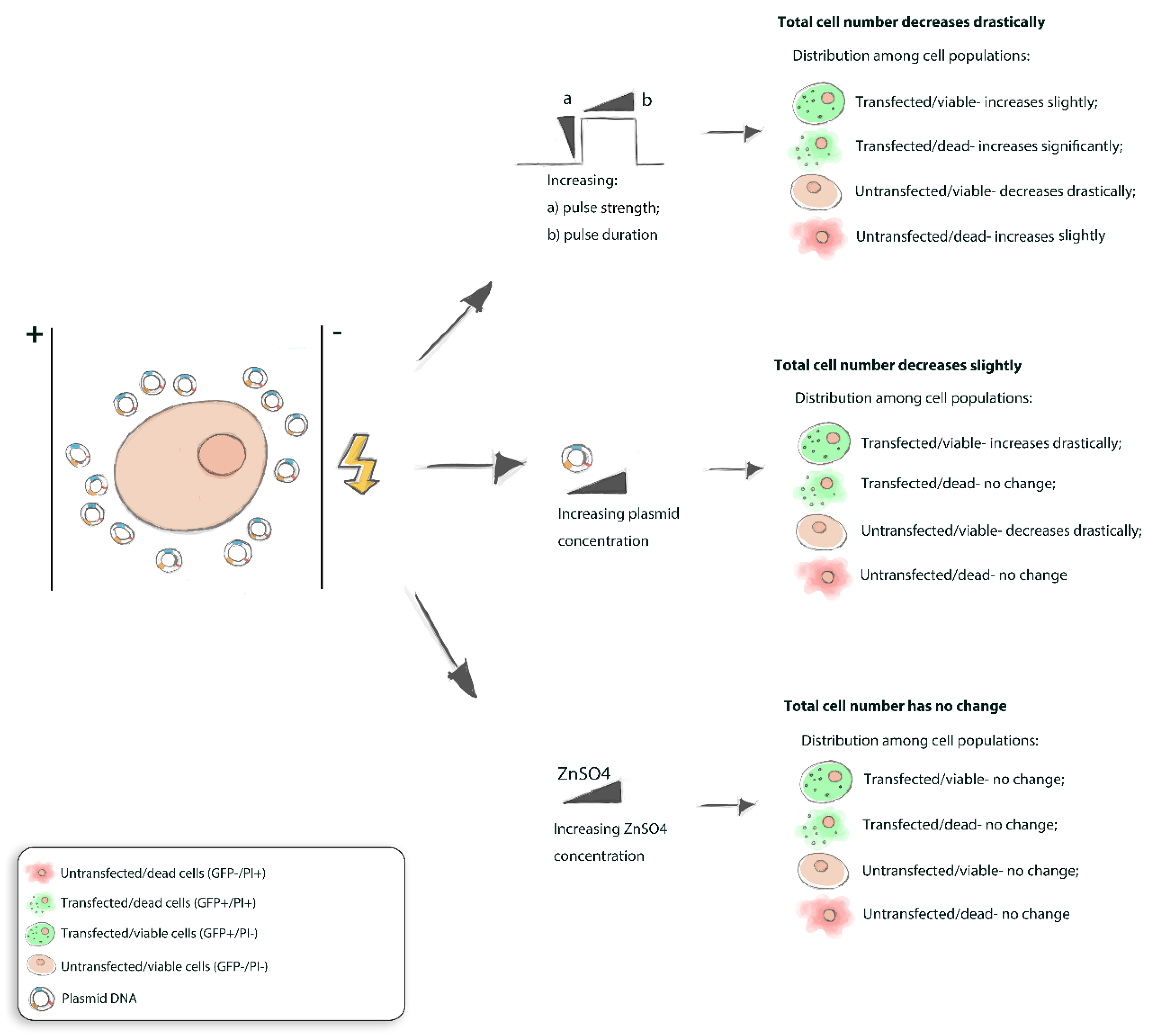 Biomedicines 10 02687 g006