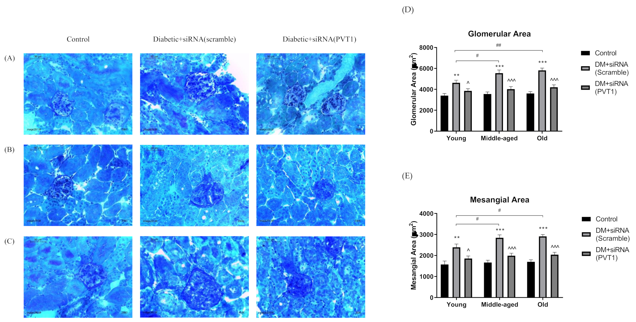 Biomedicines 10 02711 g002