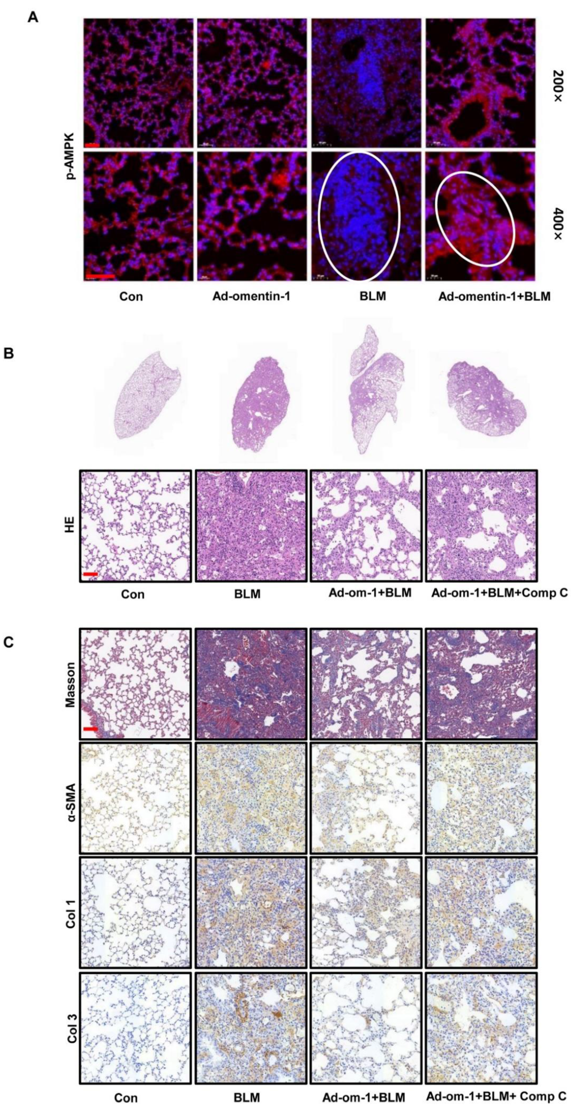 Biomedicines 10 02715 g006