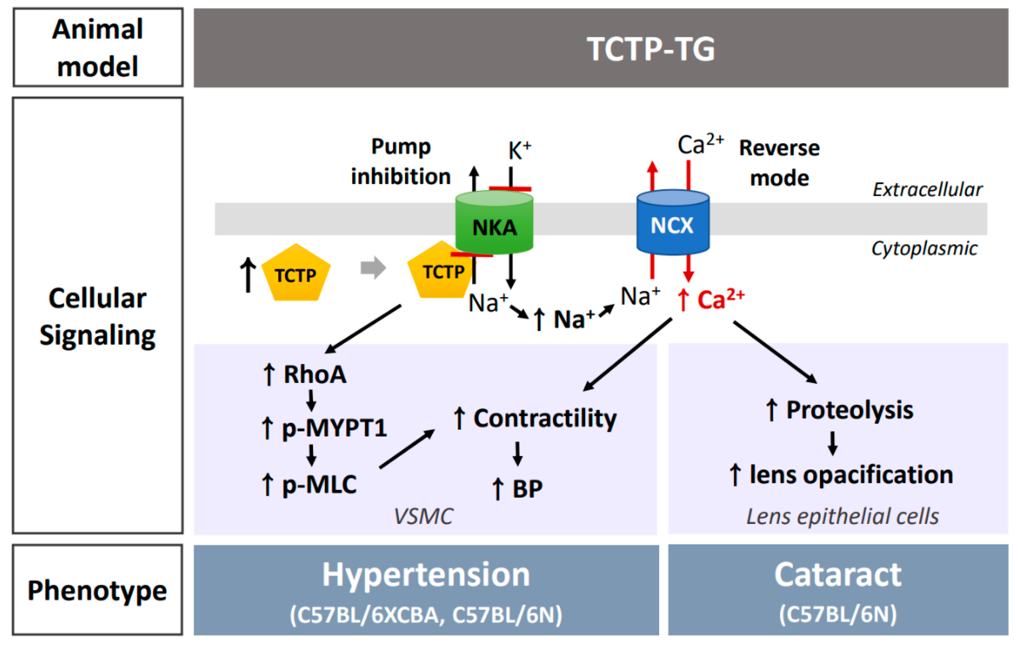 Biomedicines 10 02722 g002