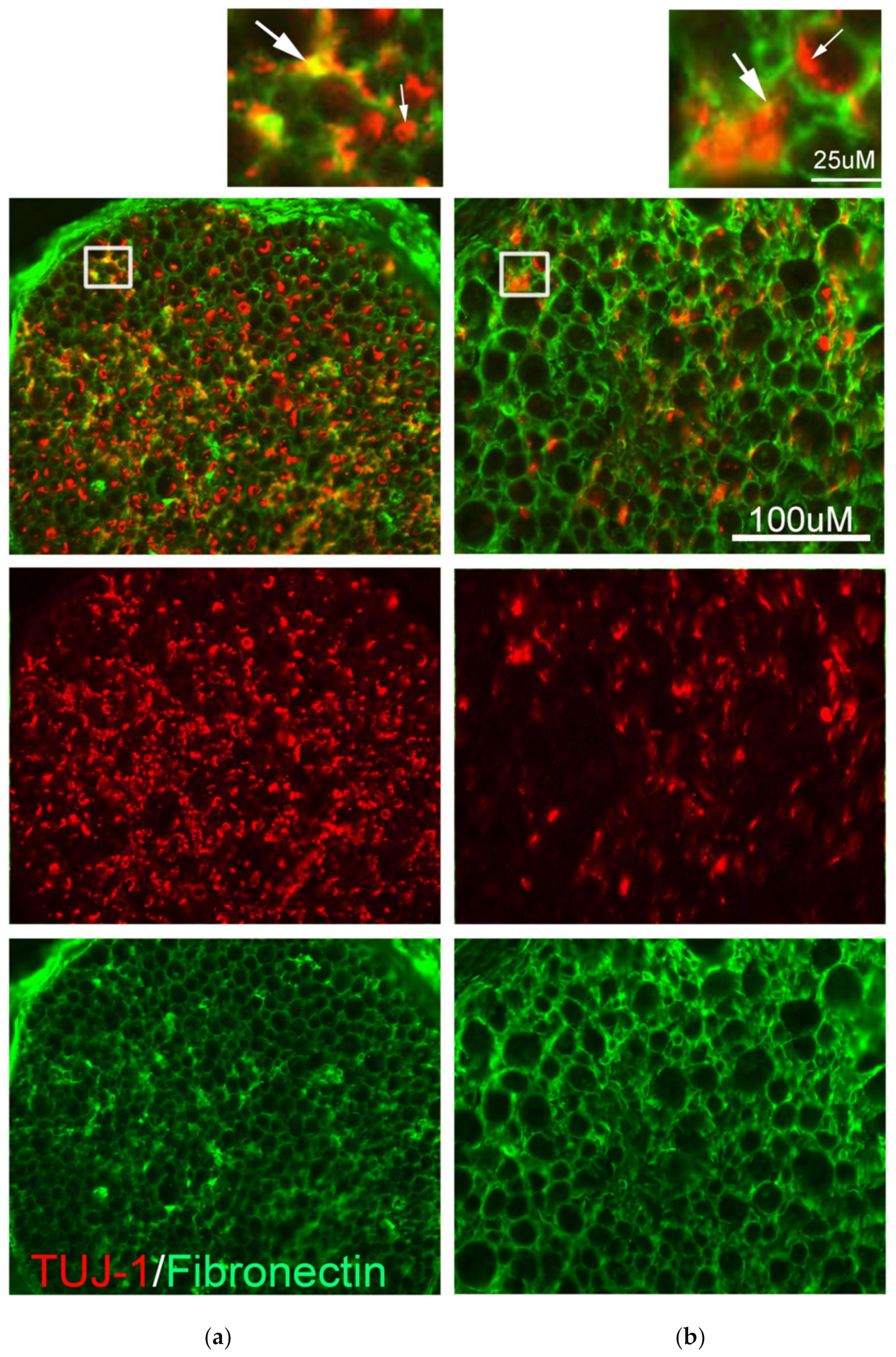 Biomedicines 10 02724 g002 Biomedicines 10 02724 g002