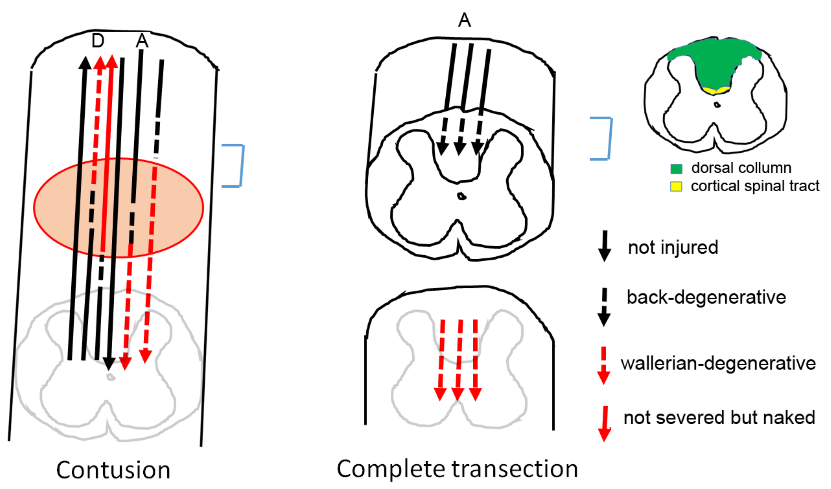 Biomedicines 10 02724 g017 Biomedicines 10 02724 g017