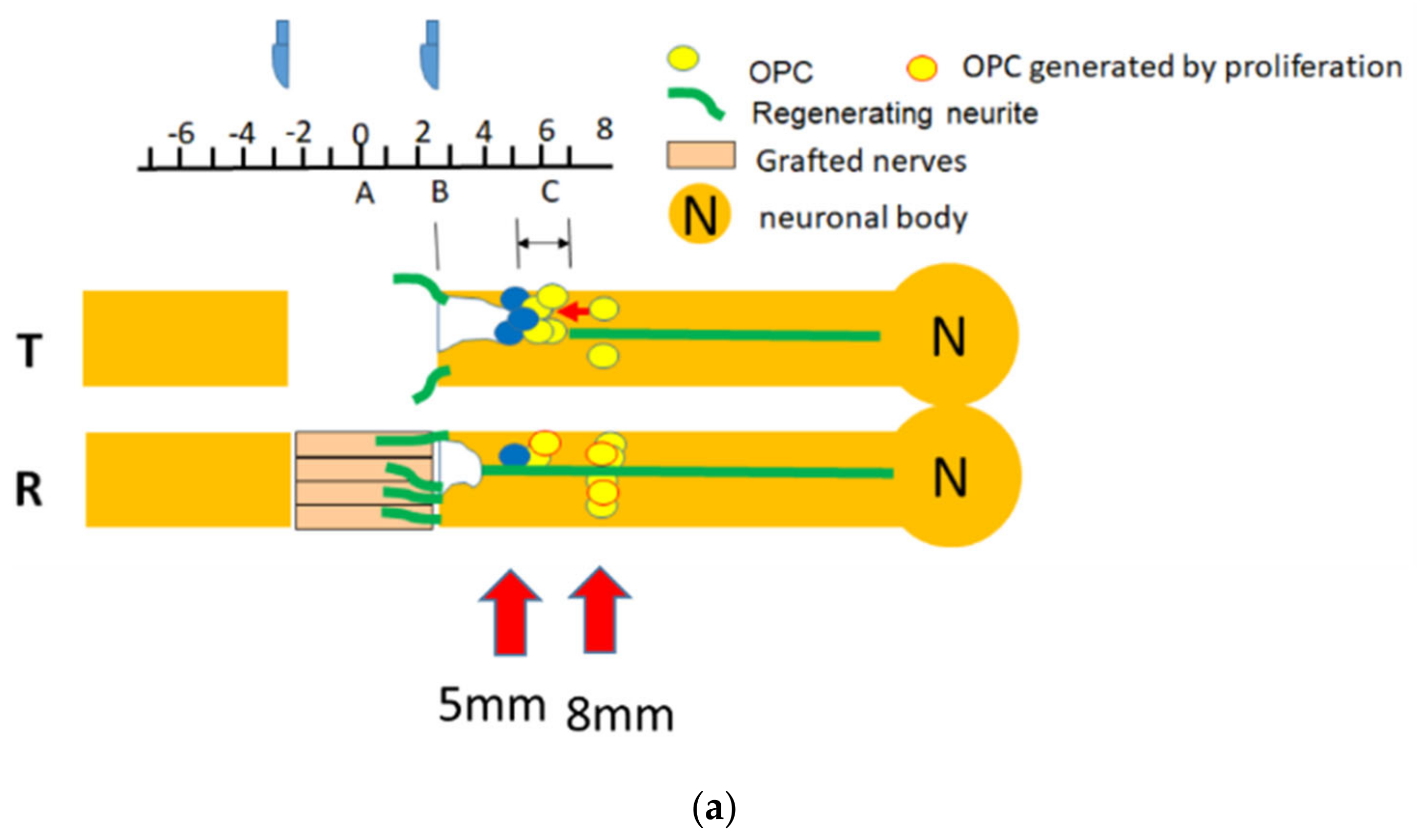 Biomedicines 10 02724 g019a Biomedicines 10 02724 g019a