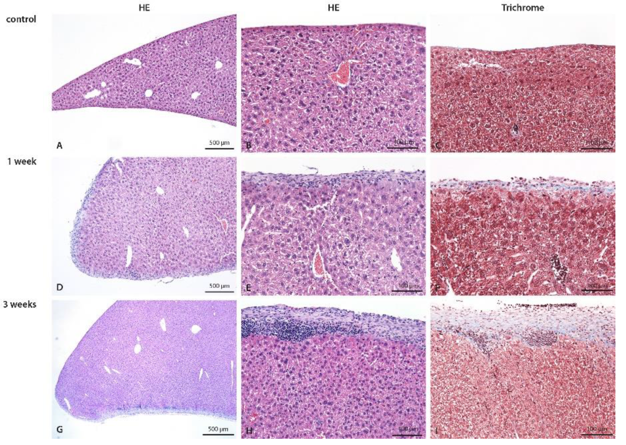 Biomedicines 10 02726 g004 Biomedicines 10 02726 g004