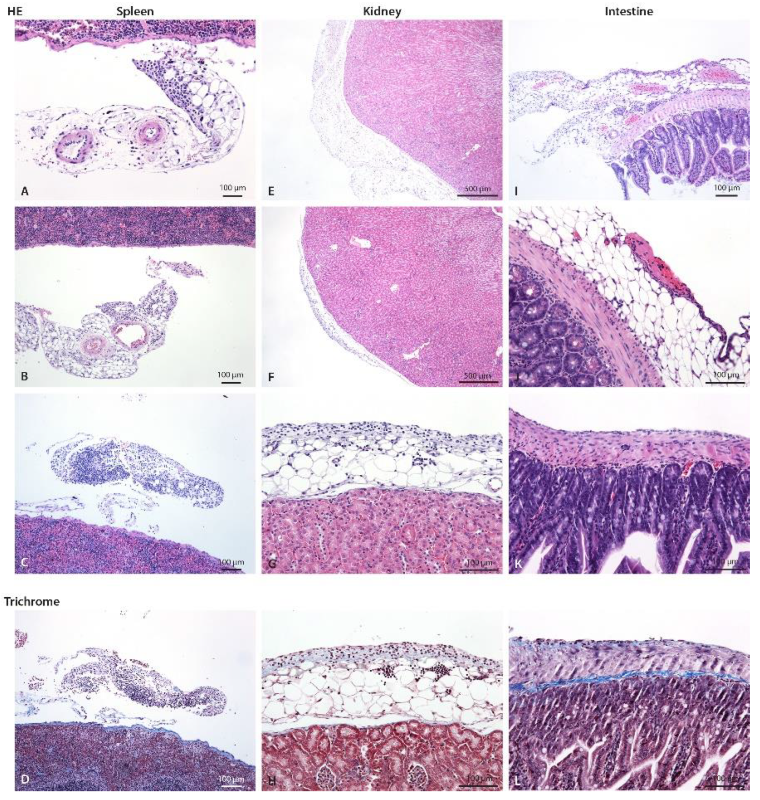 Biomedicines 10 02726 g005 Biomedicines 10 02726 g005