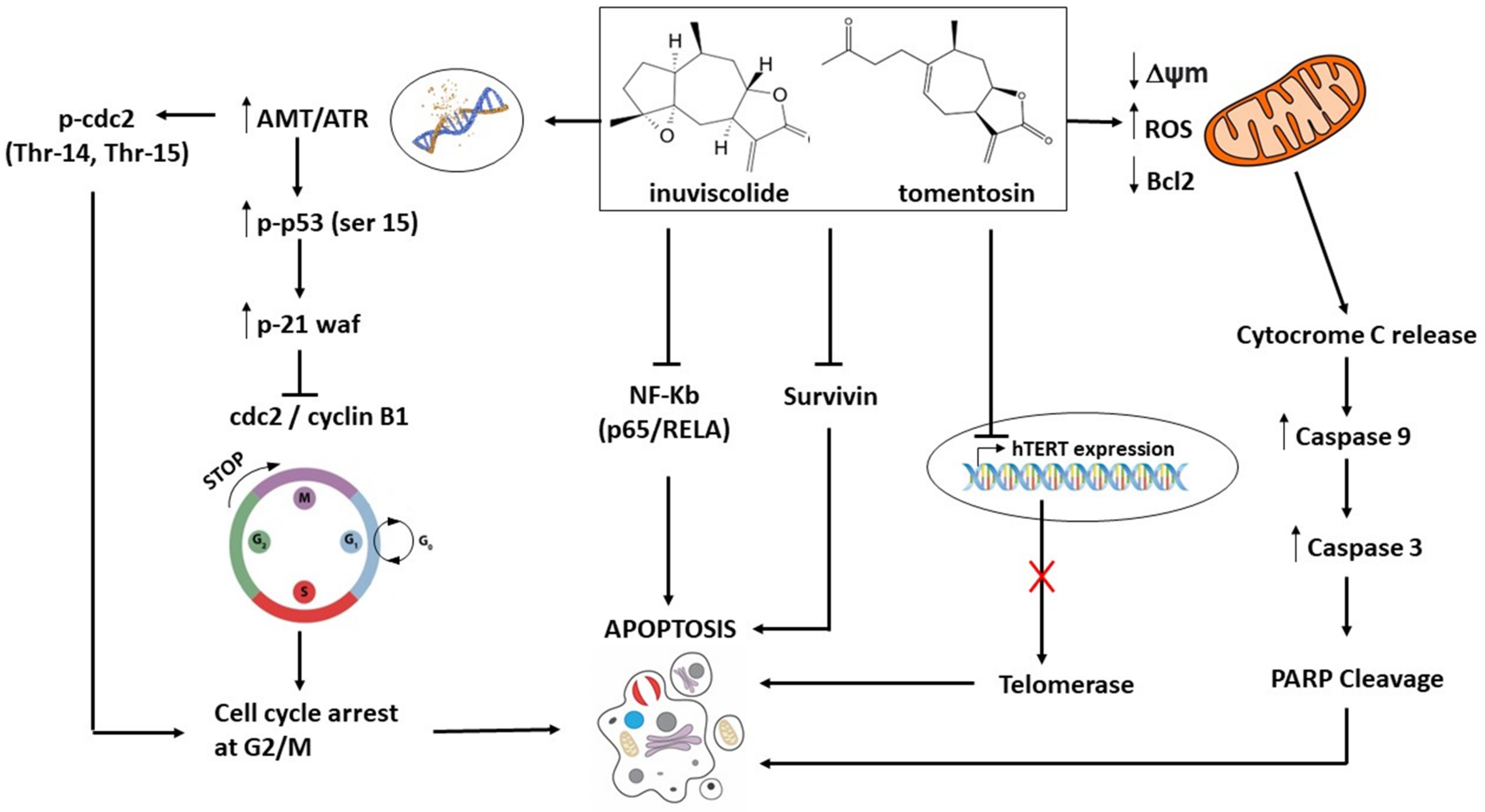 Biomedicines 10 02739 g001