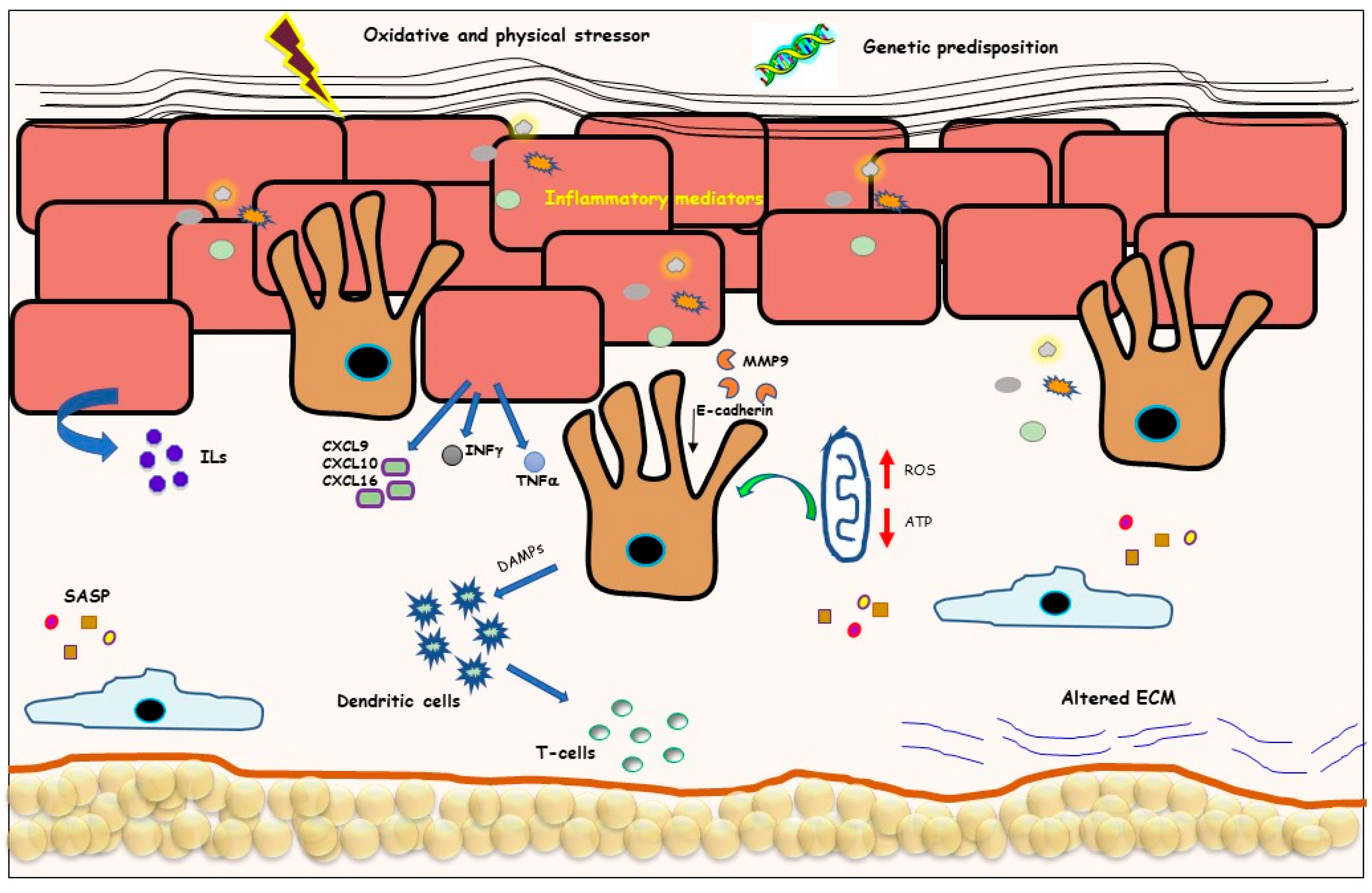 Biomedicines 10 02744 g001