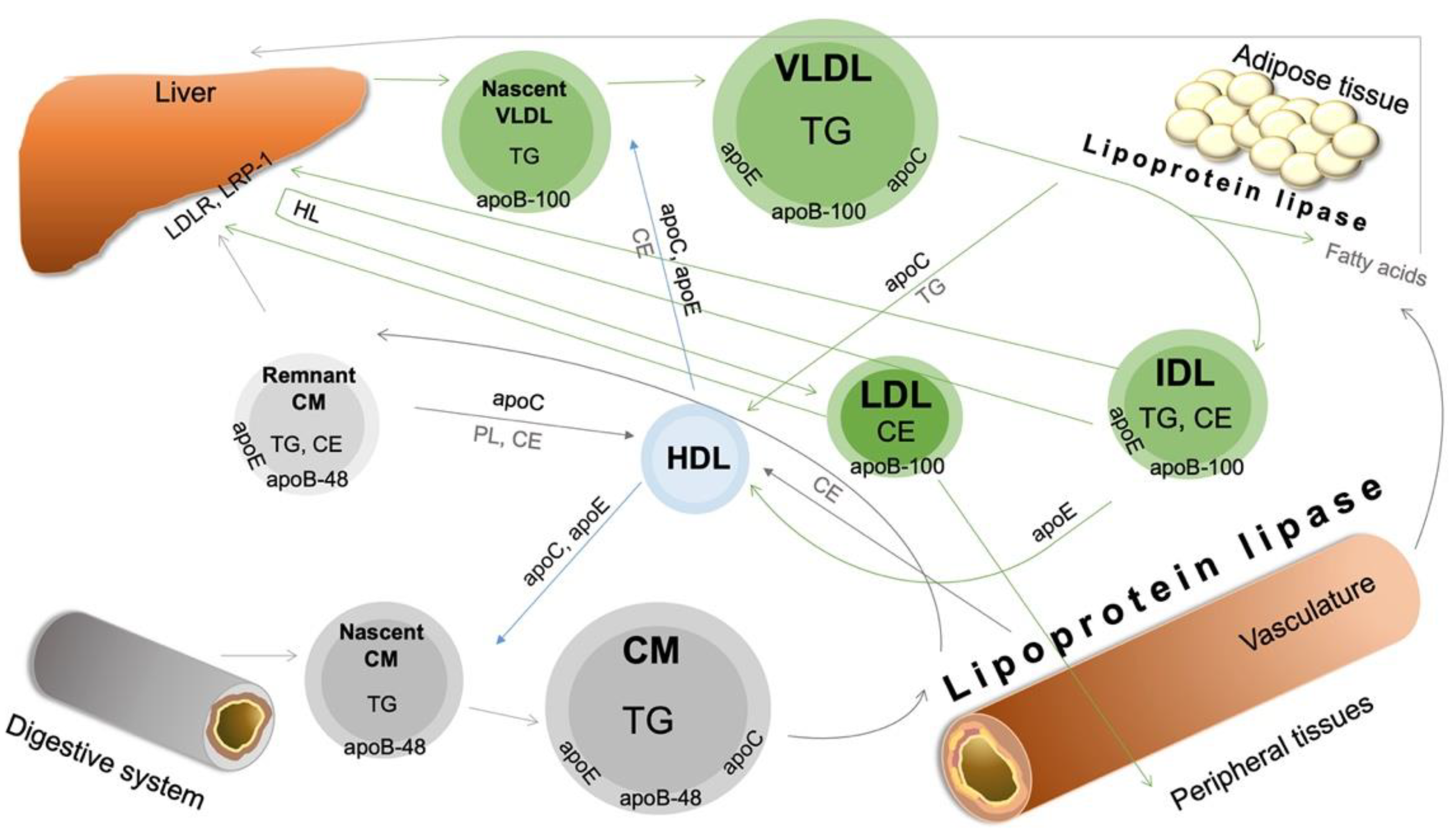 Biomedicines 10 02754 g001