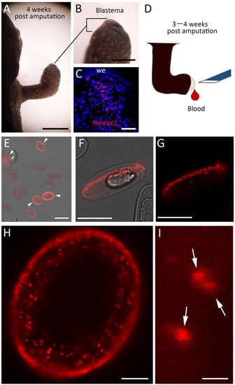 Biomedicines 10 02772 g001