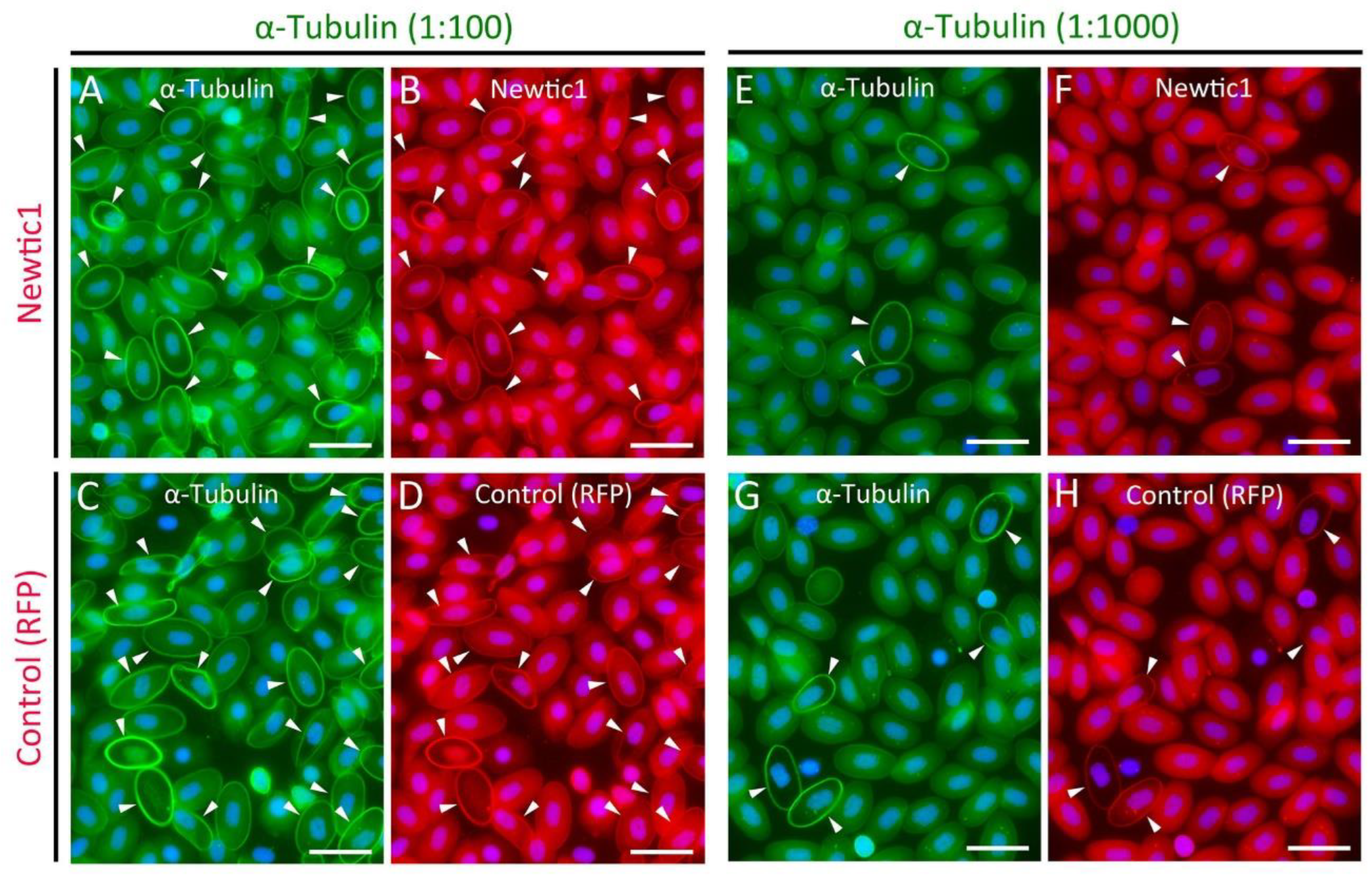 Biomedicines 10 02772 g002
