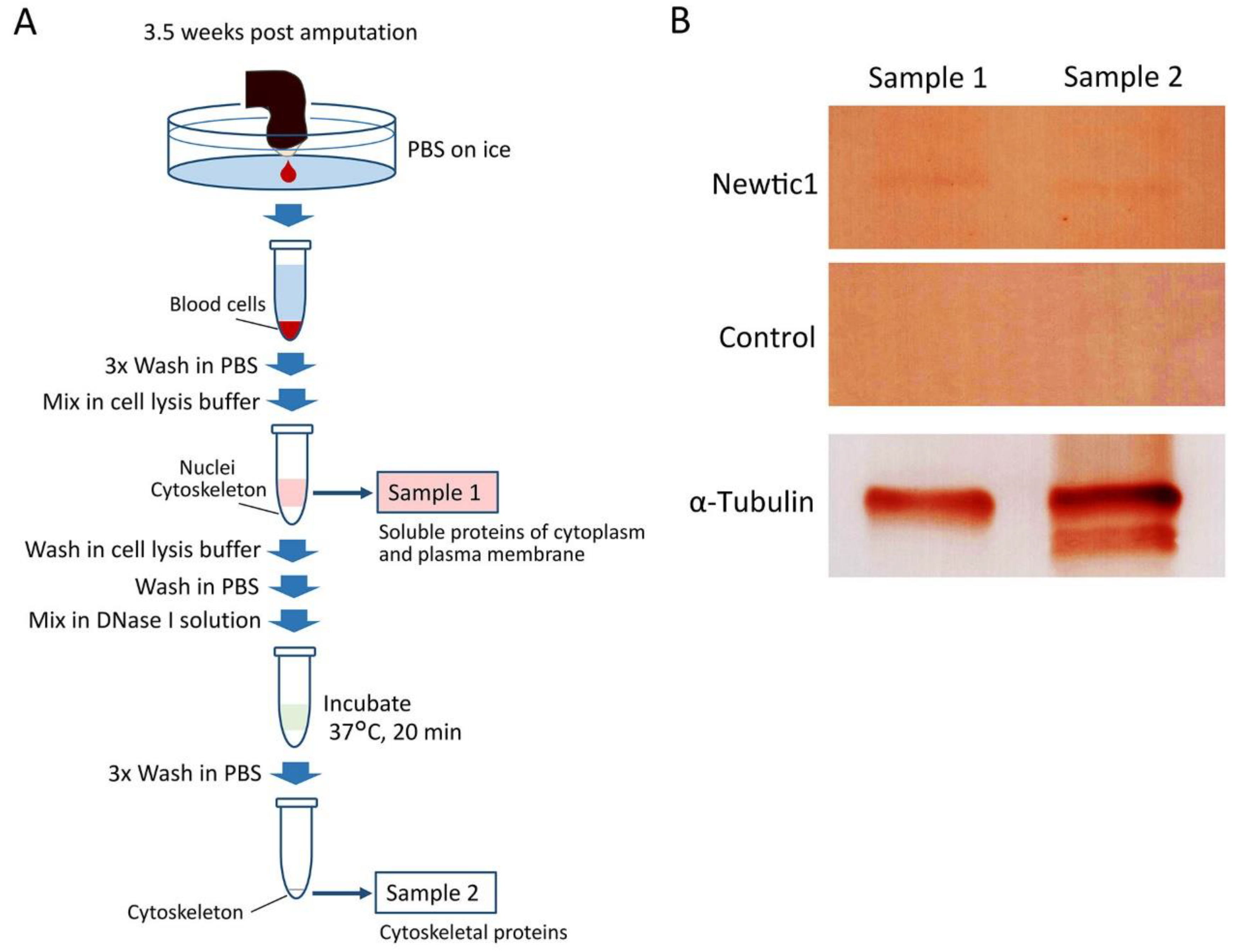 Biomedicines 10 02772 g005