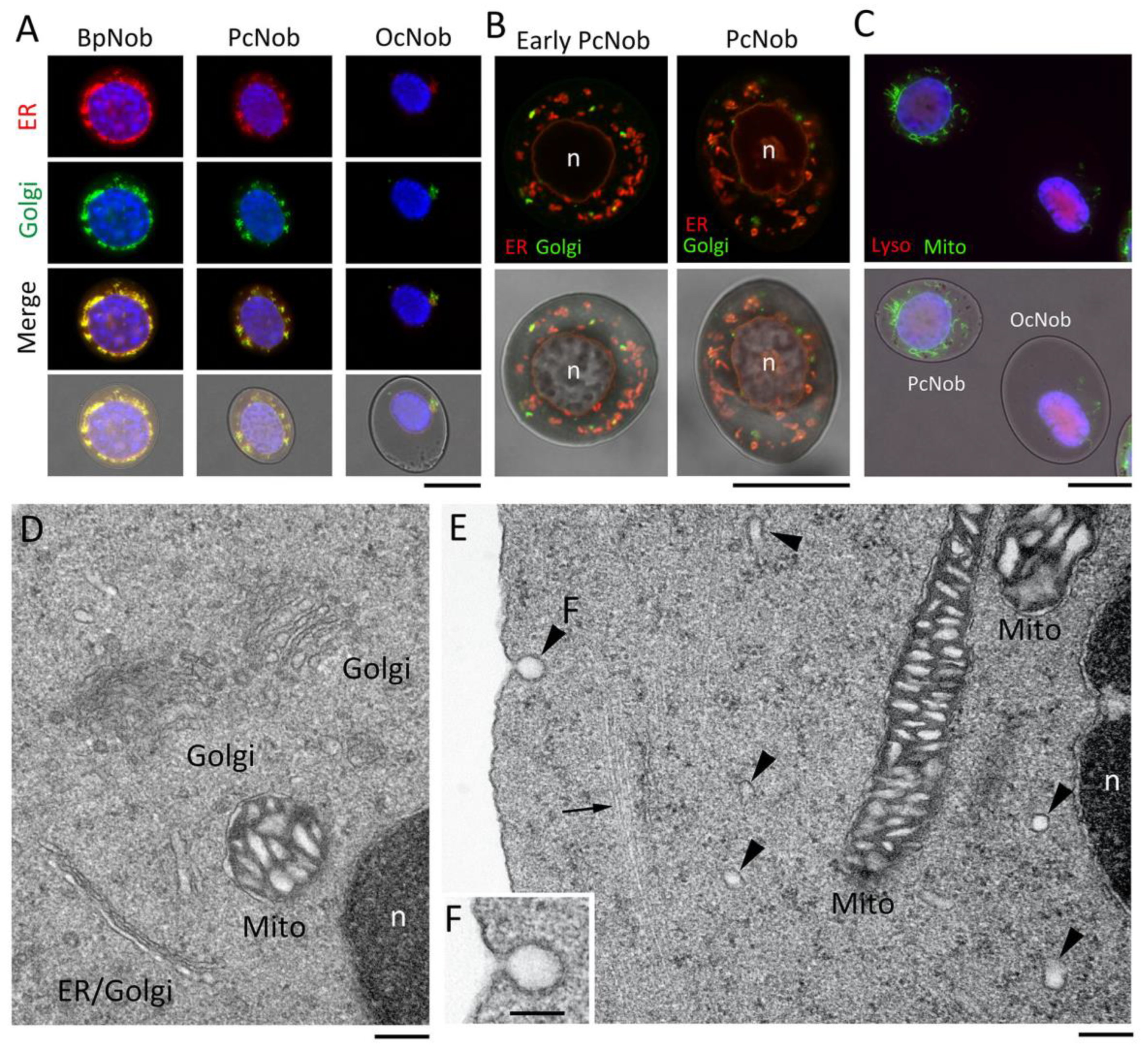Biomedicines 10 02772 g006